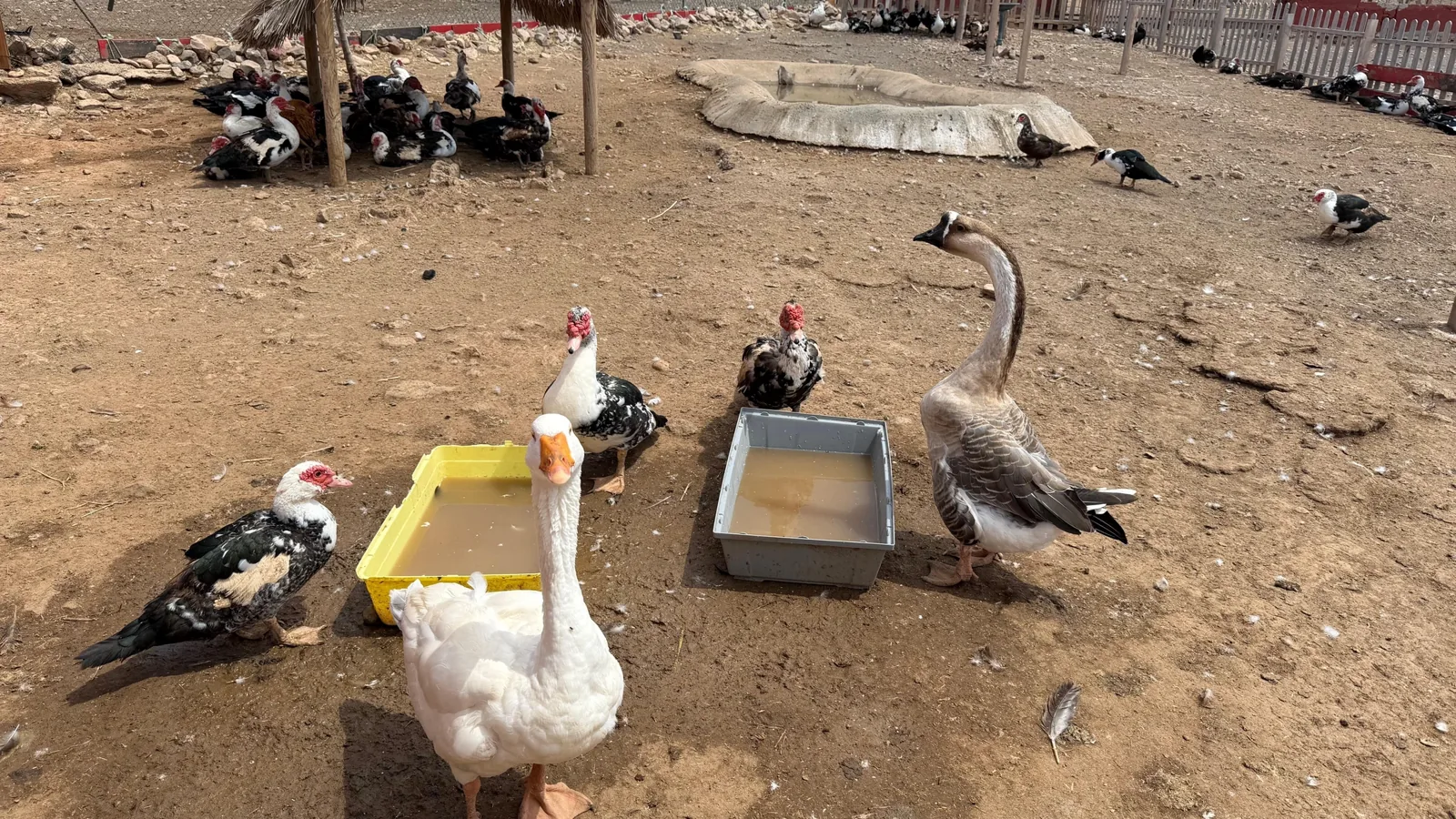 Dónde comer en Fuerteventura: sabores majoreros entre el mar y el interior