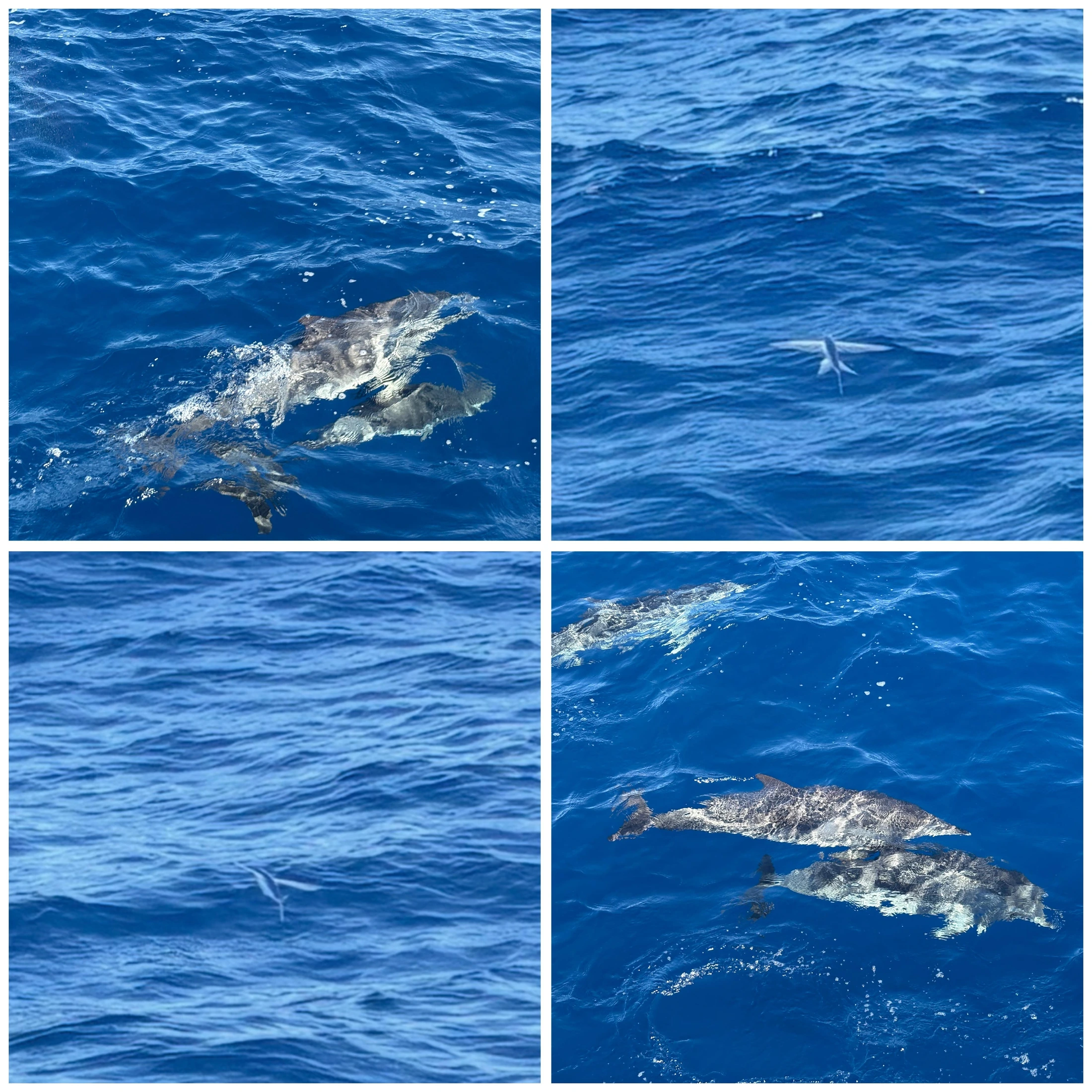 Gran Canaria