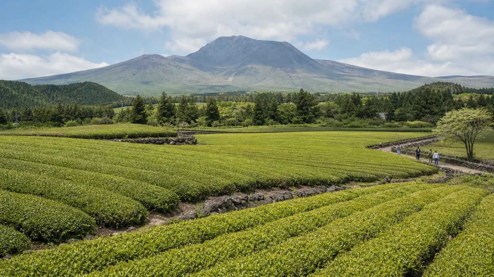 Jeju in sieben Tagen: Eine entspannte Inselroute