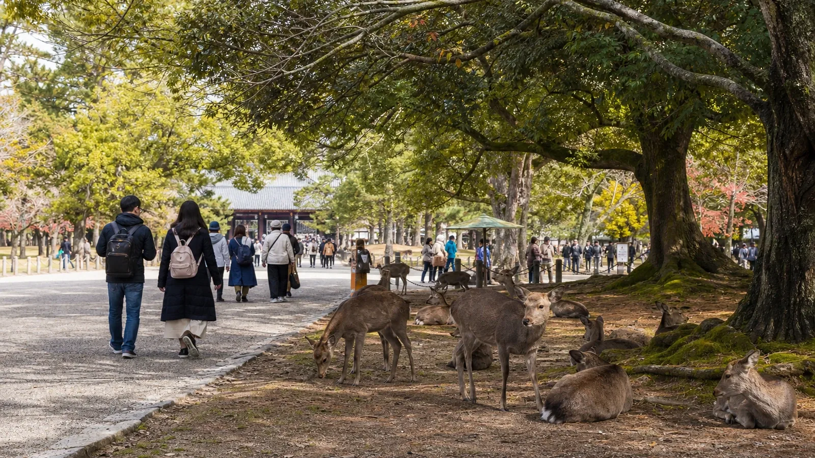 ¿Merece la pena visitar Nara durante un viaje por Japón?