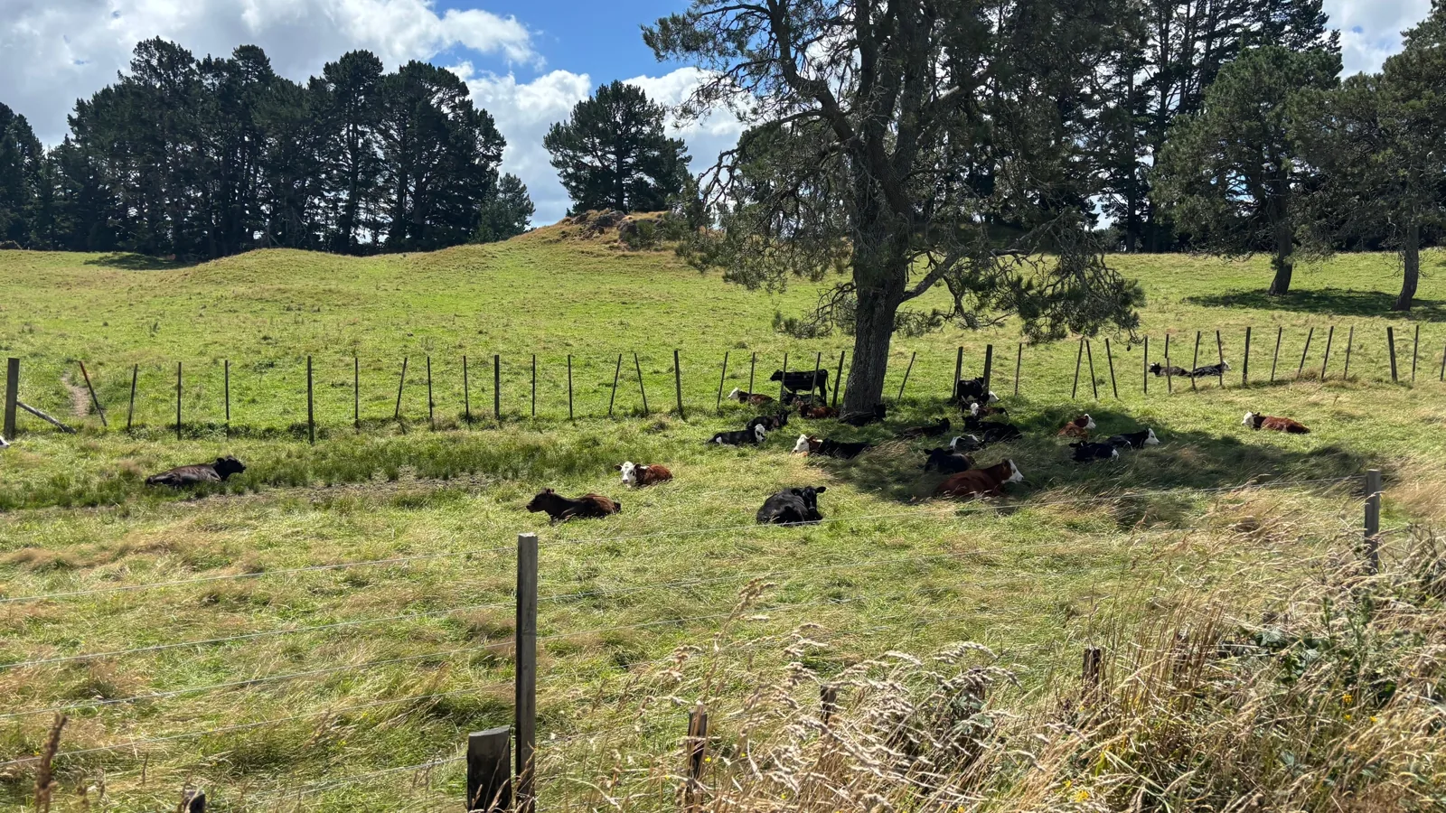 Cómo moverse por Rotorua