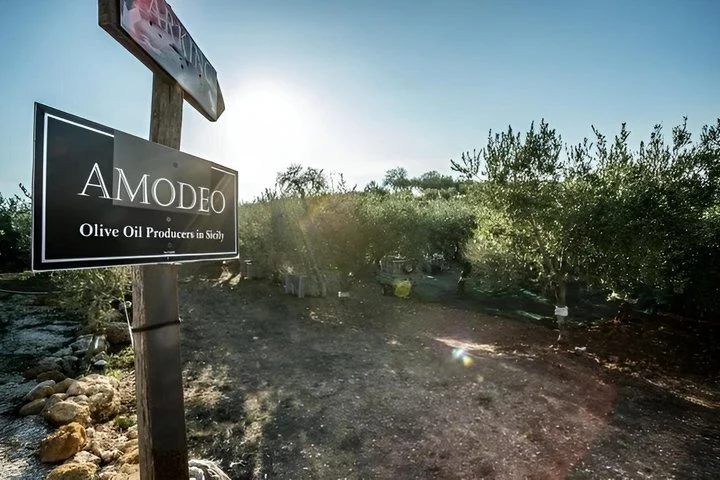Panneau Amodeo et oliviers dans la ferme de Montevago