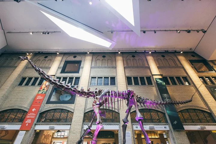 Dinosaur skeleton displayed at the Royal Ontario Museum