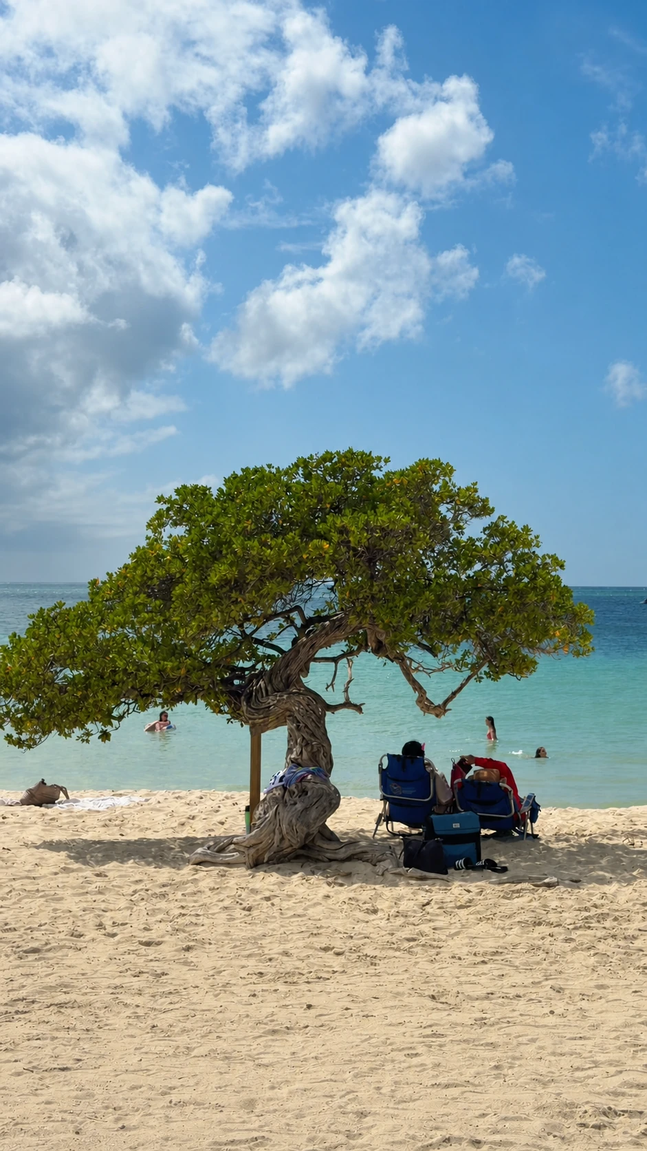 Arbre fofoti au bord de la mer à Eagle Beach