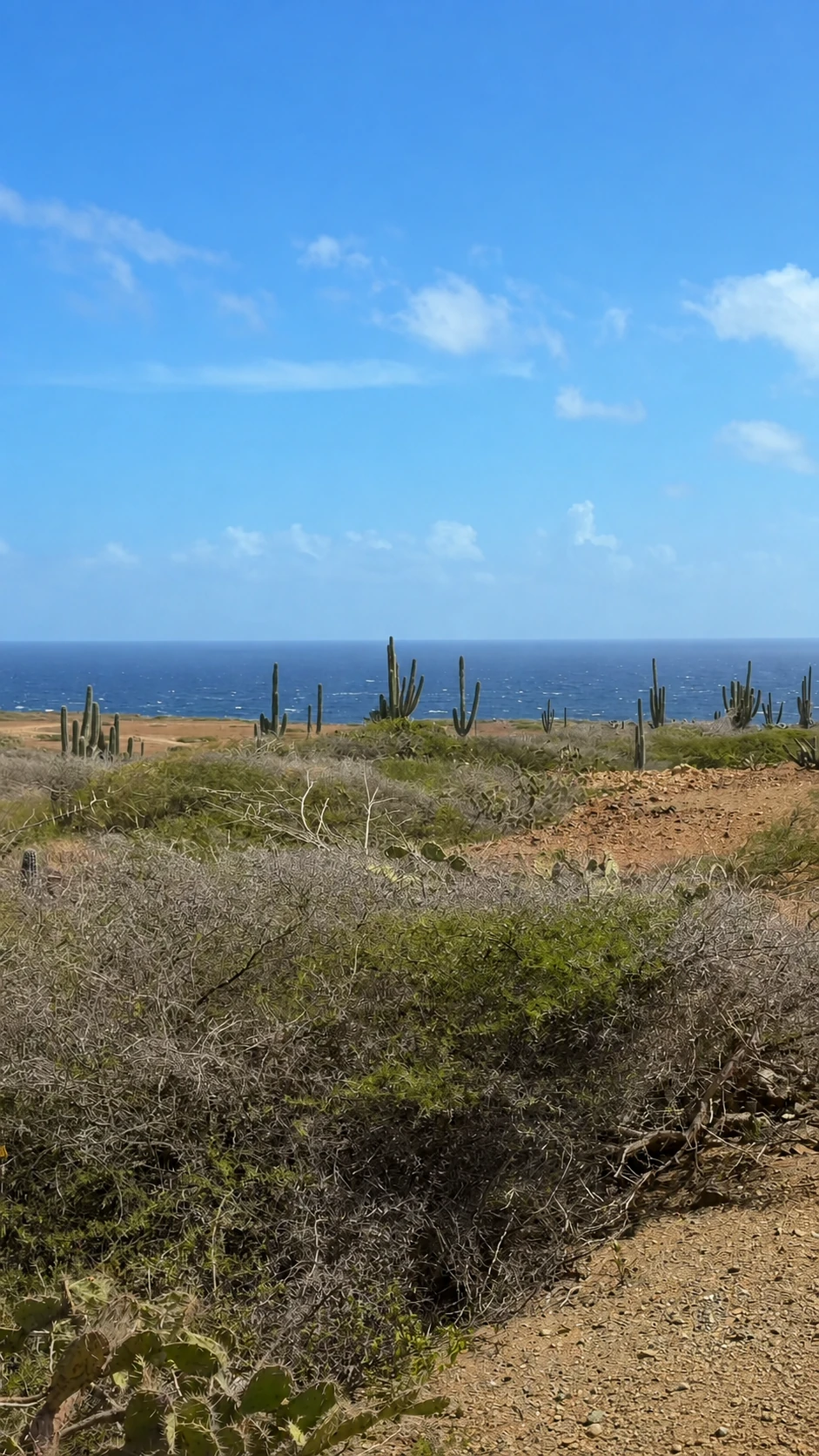 Paysage aride avec cactus et mer dans le parc national Arikok