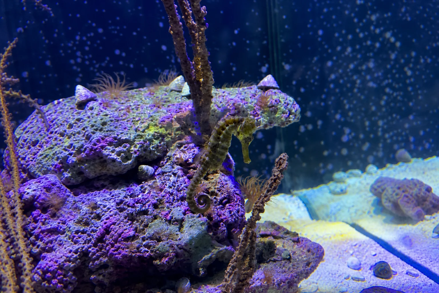 Caballito de mar entre corales en AquaRio