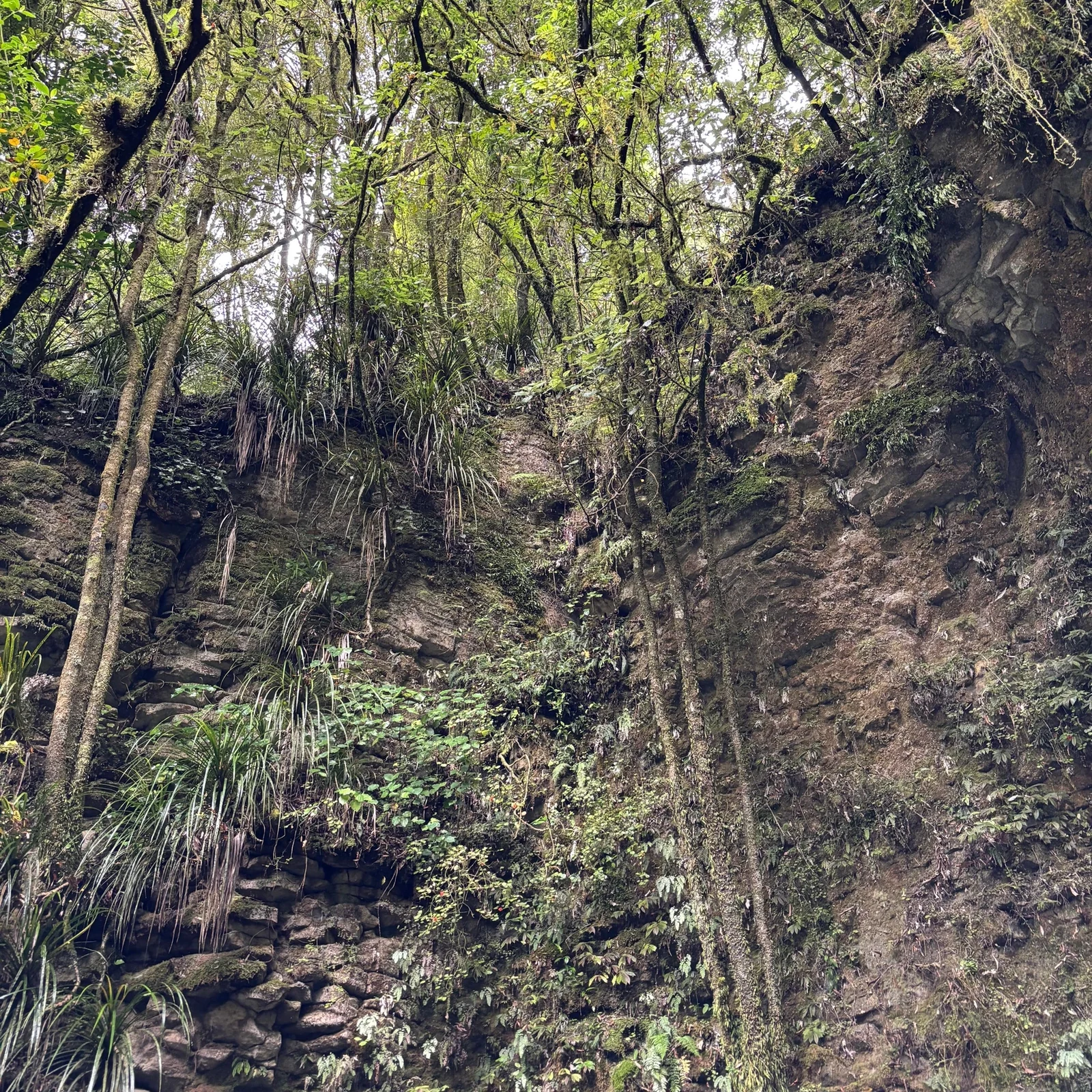 Auckland Waitomo Rotorua Te Puia Small-Group Tour