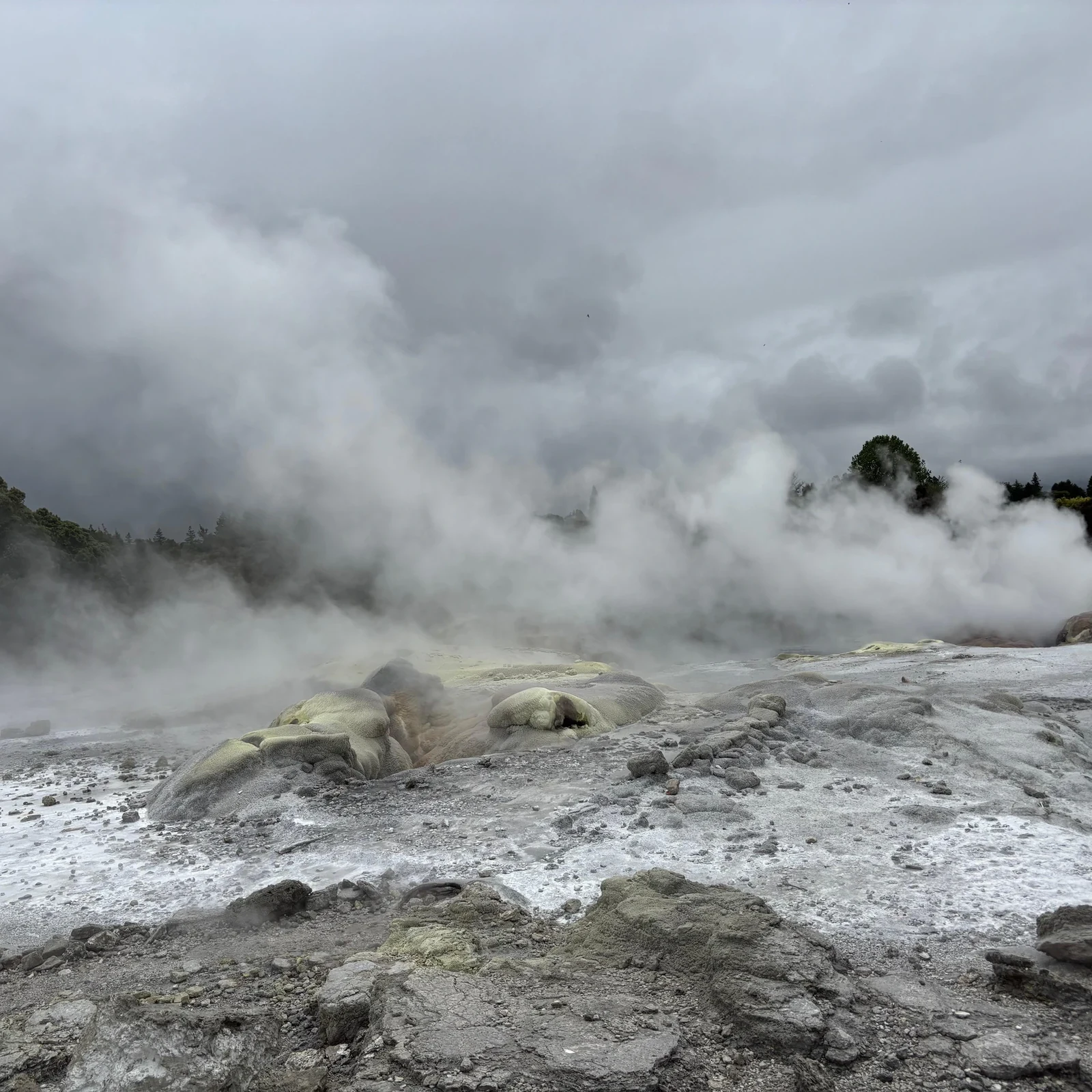 Auckland Waitomo Rotorua Te Puia Small-Group Tour