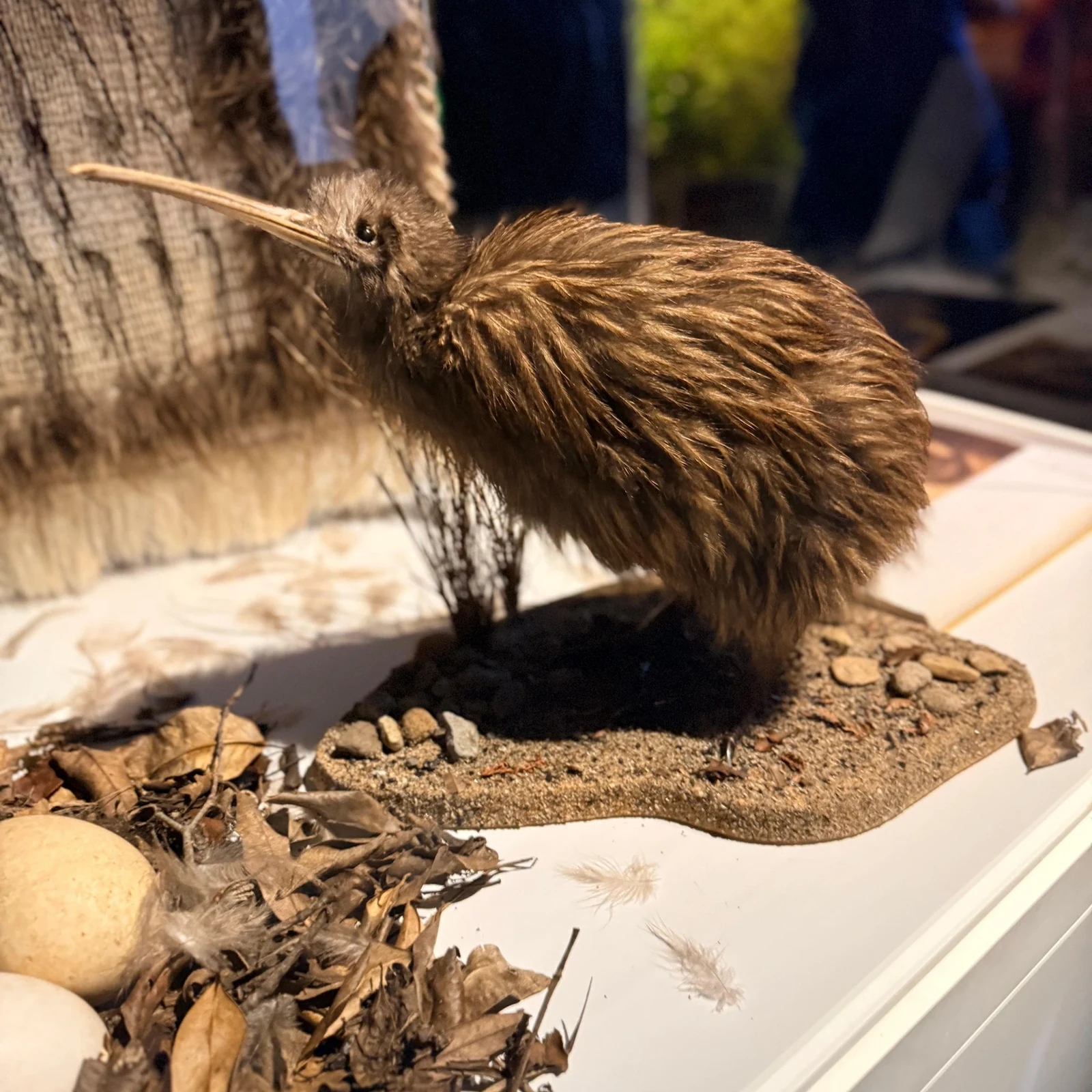Auckland Waitomo Rotorua Te Puia Small-Group Tour