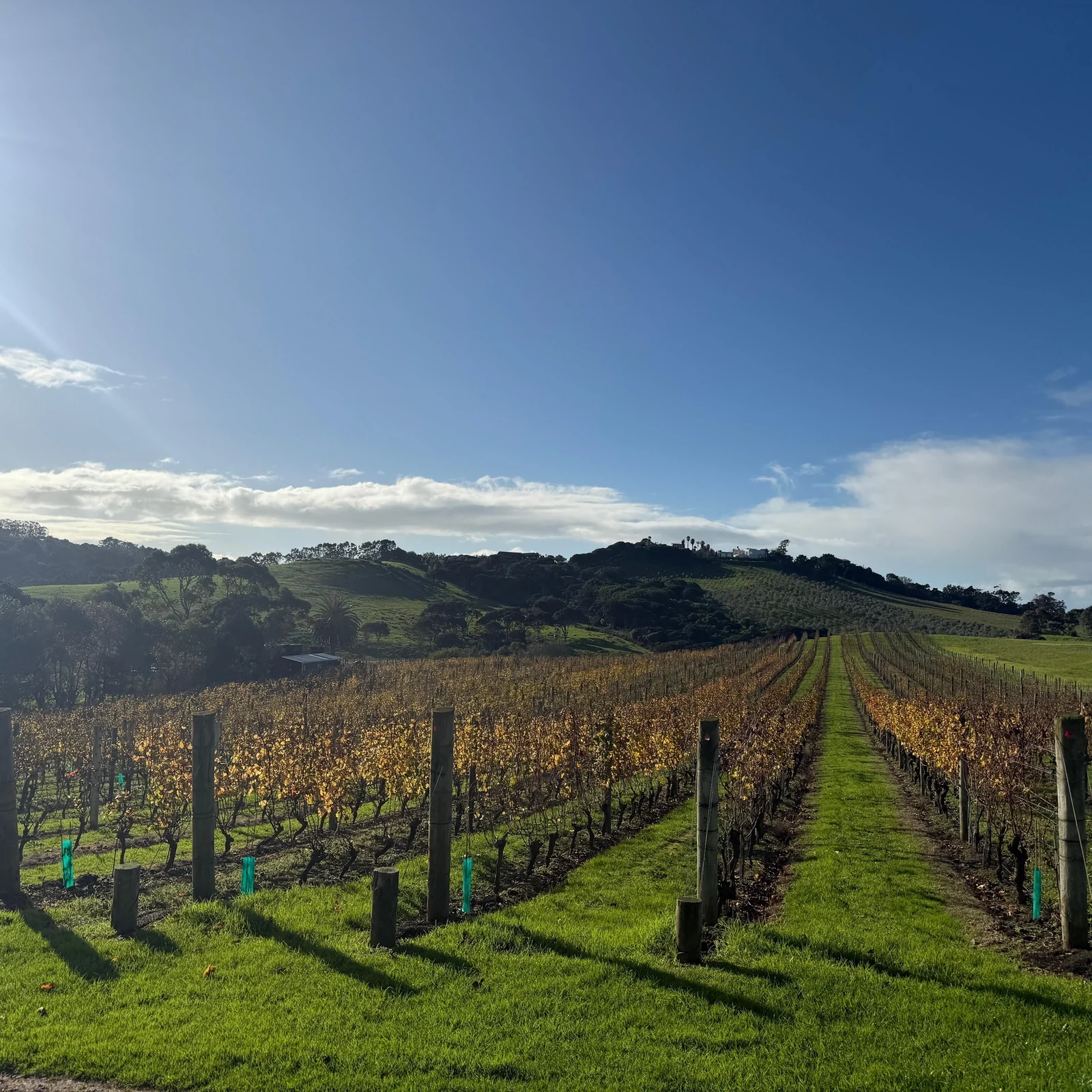 Tour de vinos en Waiheke con tres catas y almuerzo frente al mar