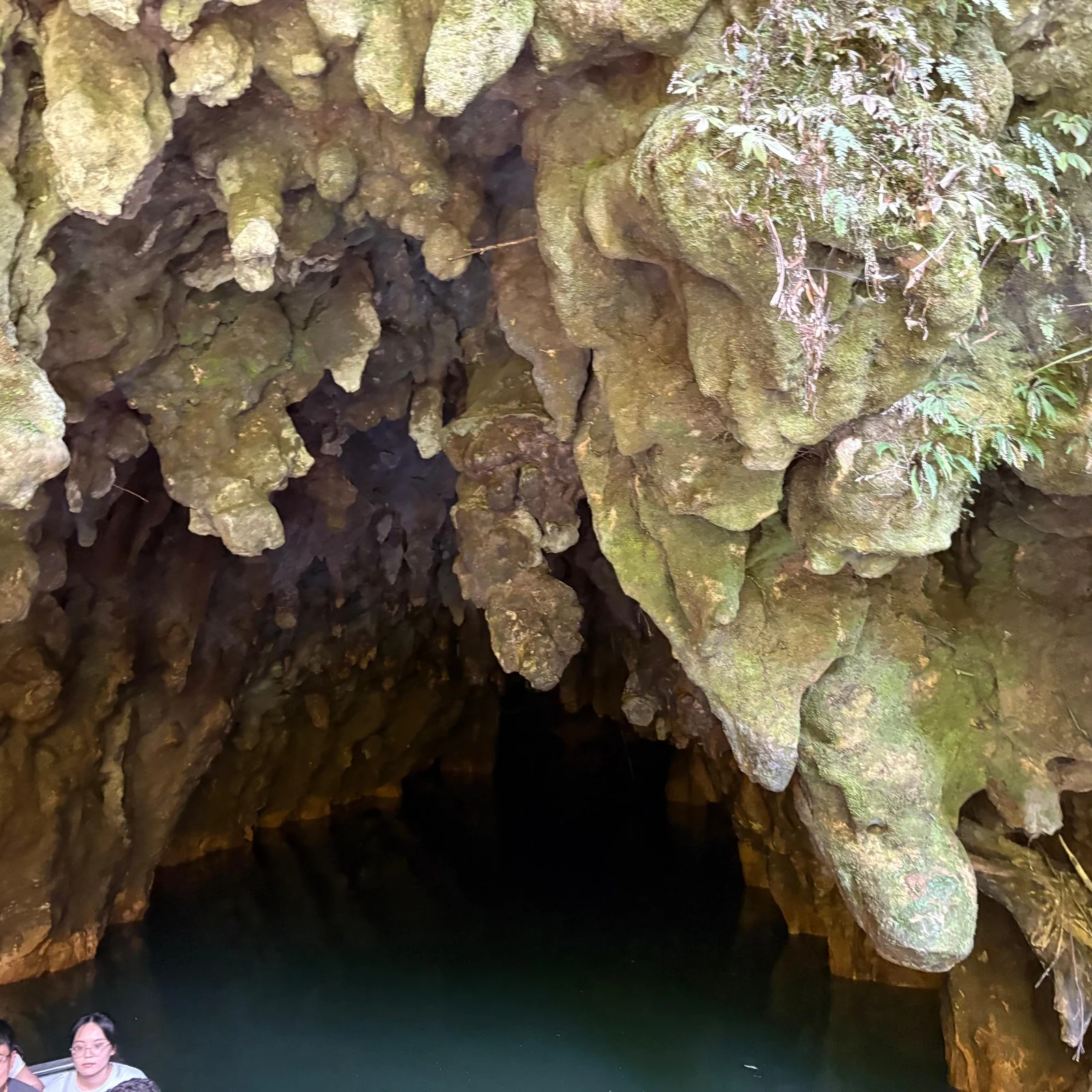 Excursión desde Auckland a las cuevas de Waitomo con guía y paseo en barco
