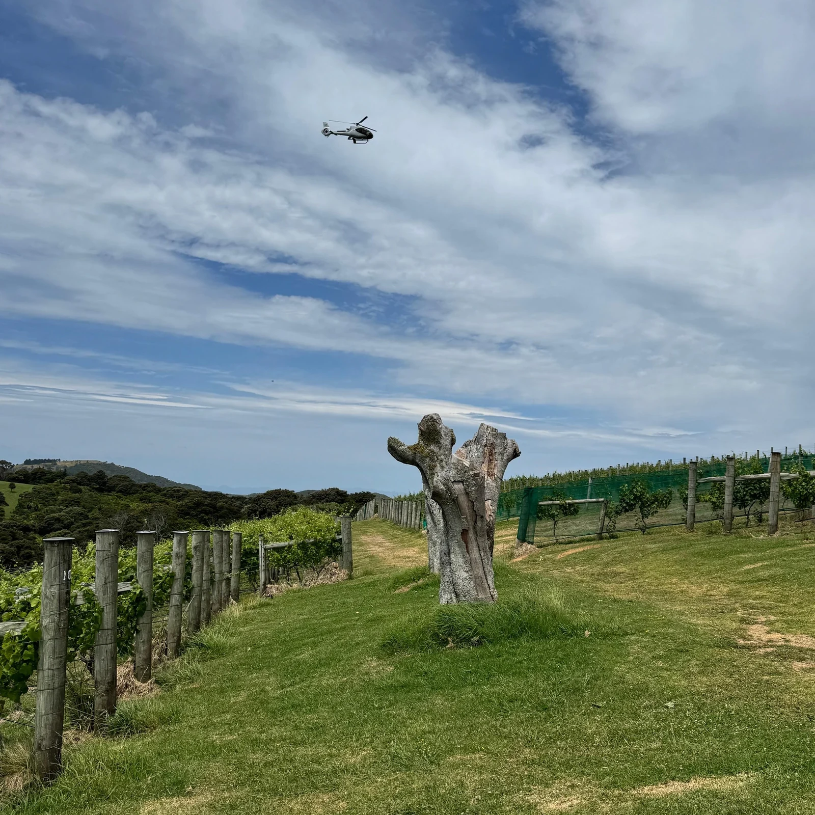 Excursion œnologique à Waiheke Island depuis Auckland avec ferry