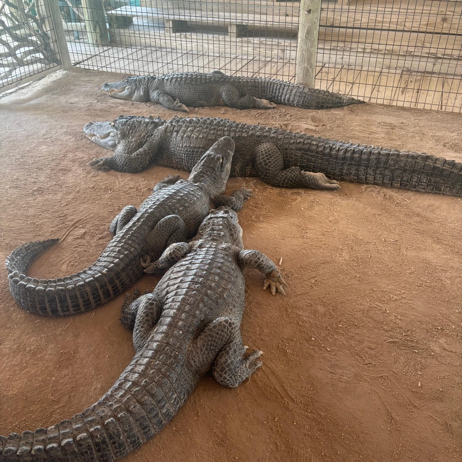 Les Everglades en hydroglisseur et spectacle d'alligators