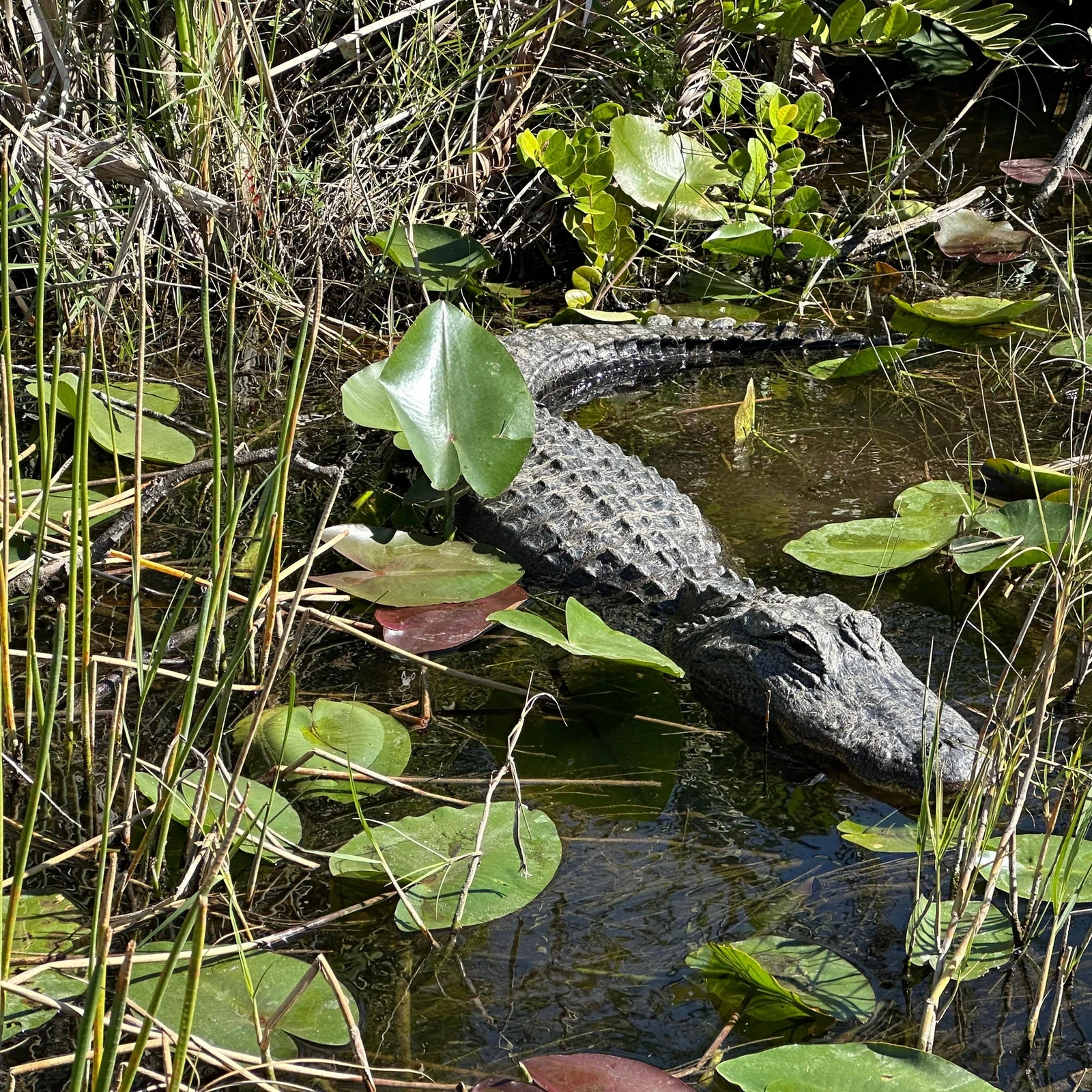 Les Everglades en hydroglisseur et spectacle d'alligators