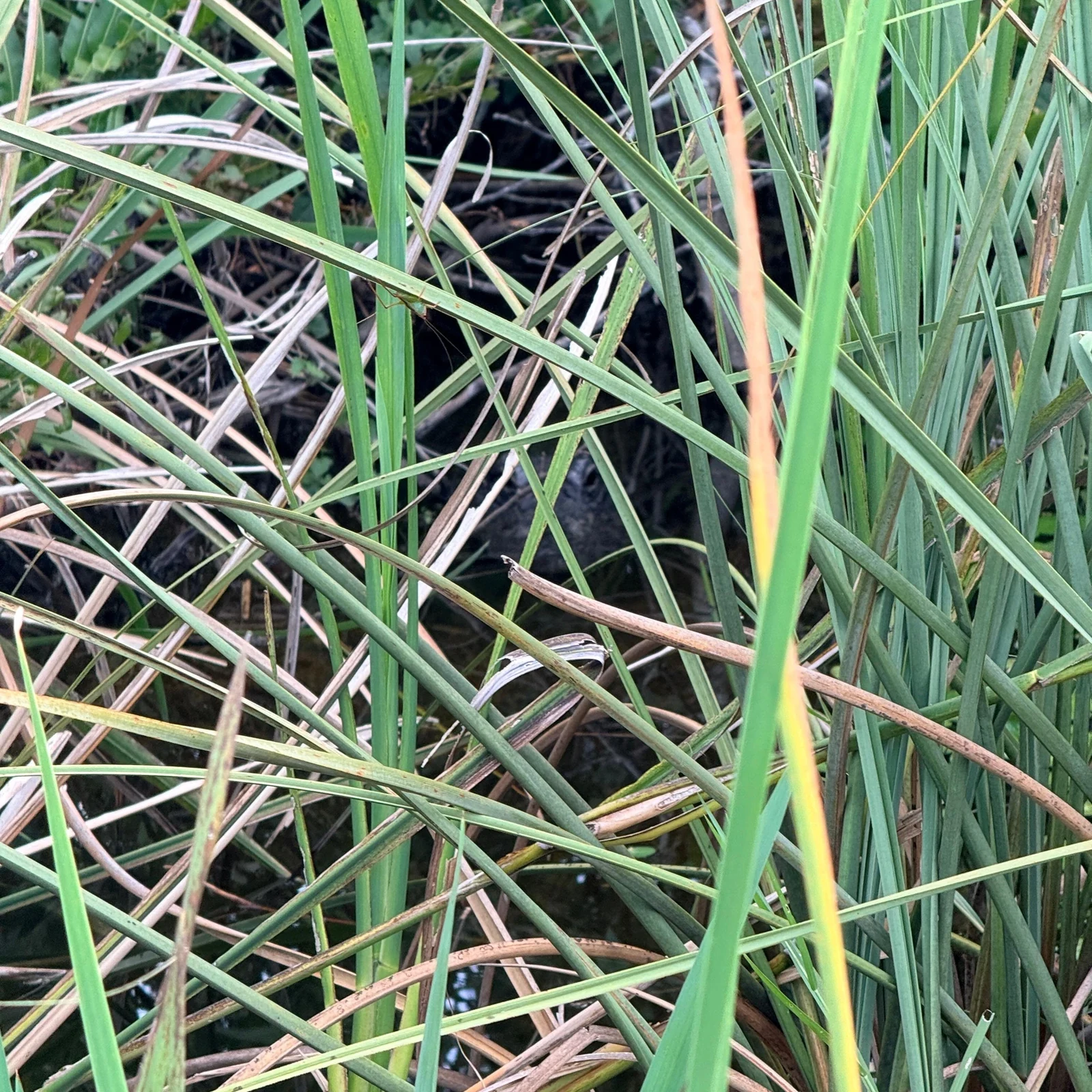 Les Everglades en hydroglisseur et spectacle d'alligators