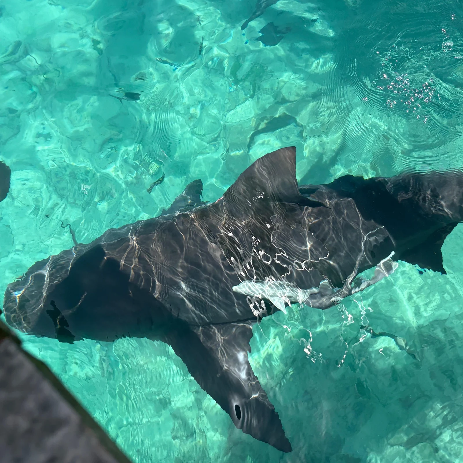 Excursión de Miami a Bimini en ferry con traslados