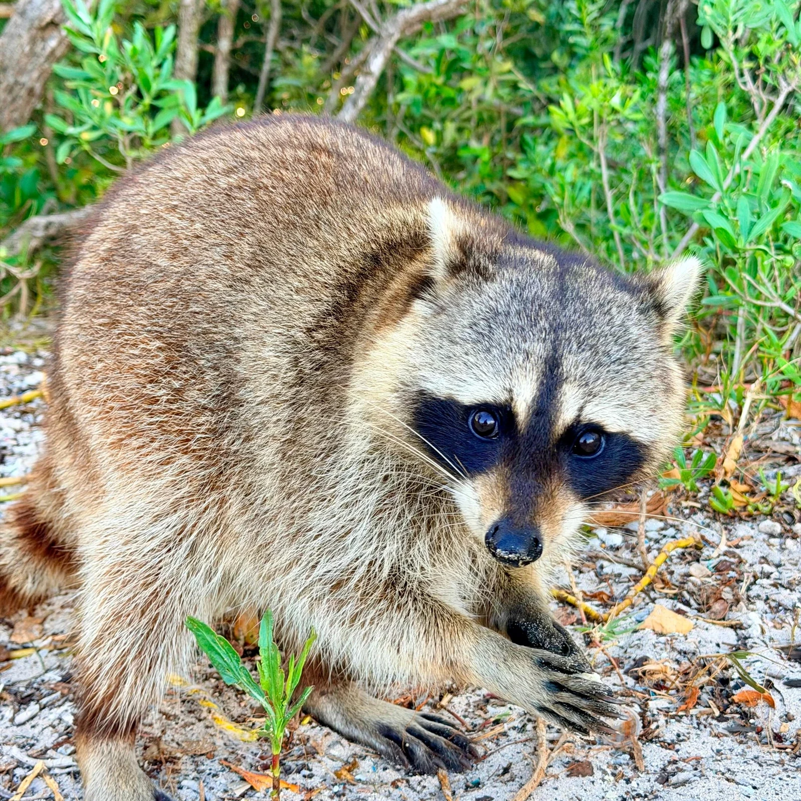 Raccoon Island Adventure à Miami