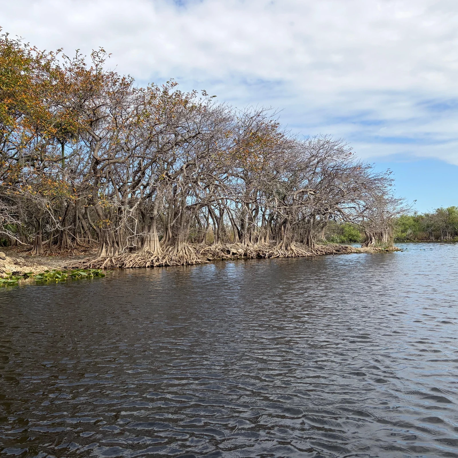 Tour por los Everglades desde Miami en airboat: recogida, duración y reserva