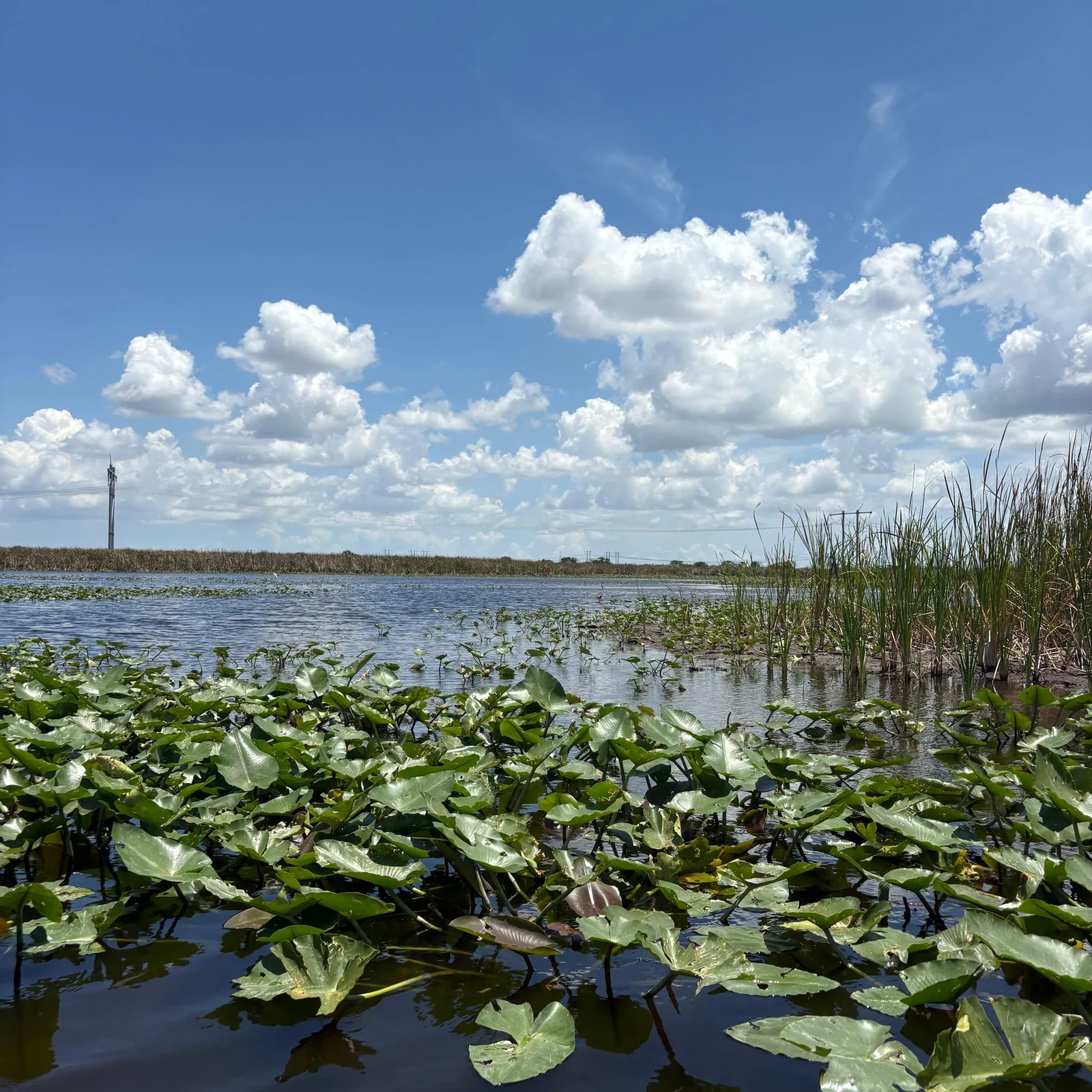 Everglades Airboat Tour ab Miami mit Transfer inklusive