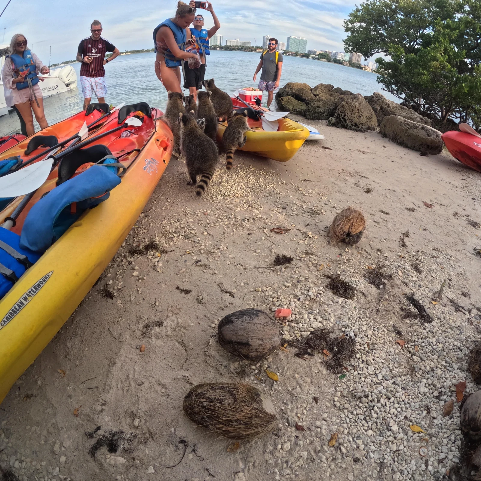 Tour en SUP/Kayak por North Miami: manglares, fauna y Raccoon Island