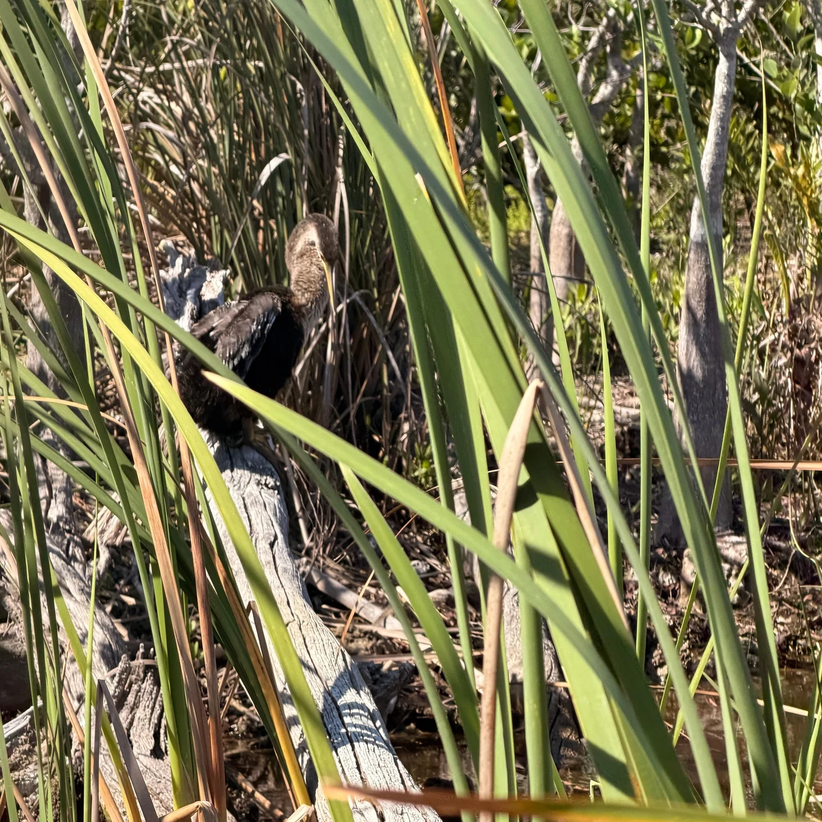 Everglades en Sawgrass Park: tour en airboat y exhibición de fauna