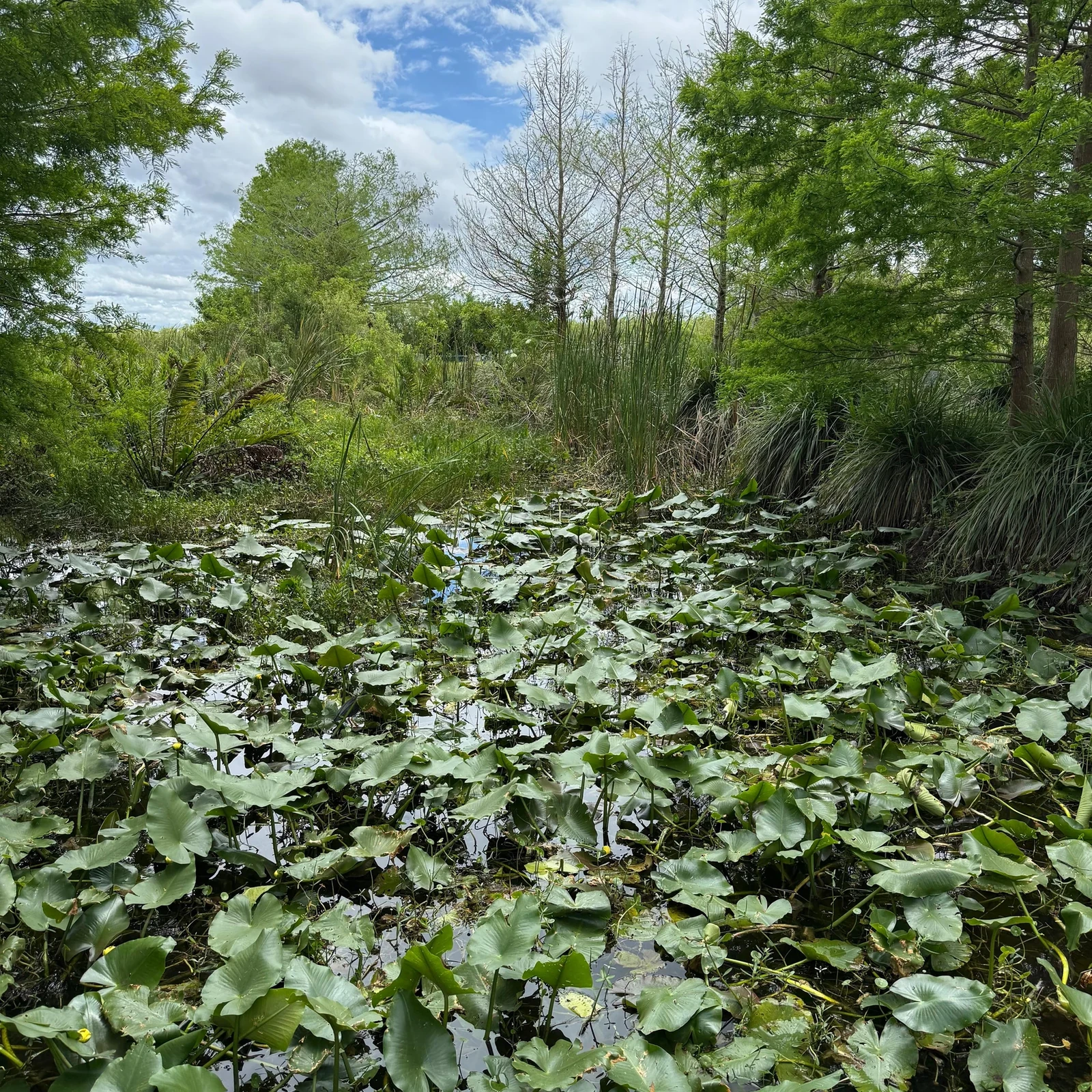 Everglades à Sawgrass Park en airboat