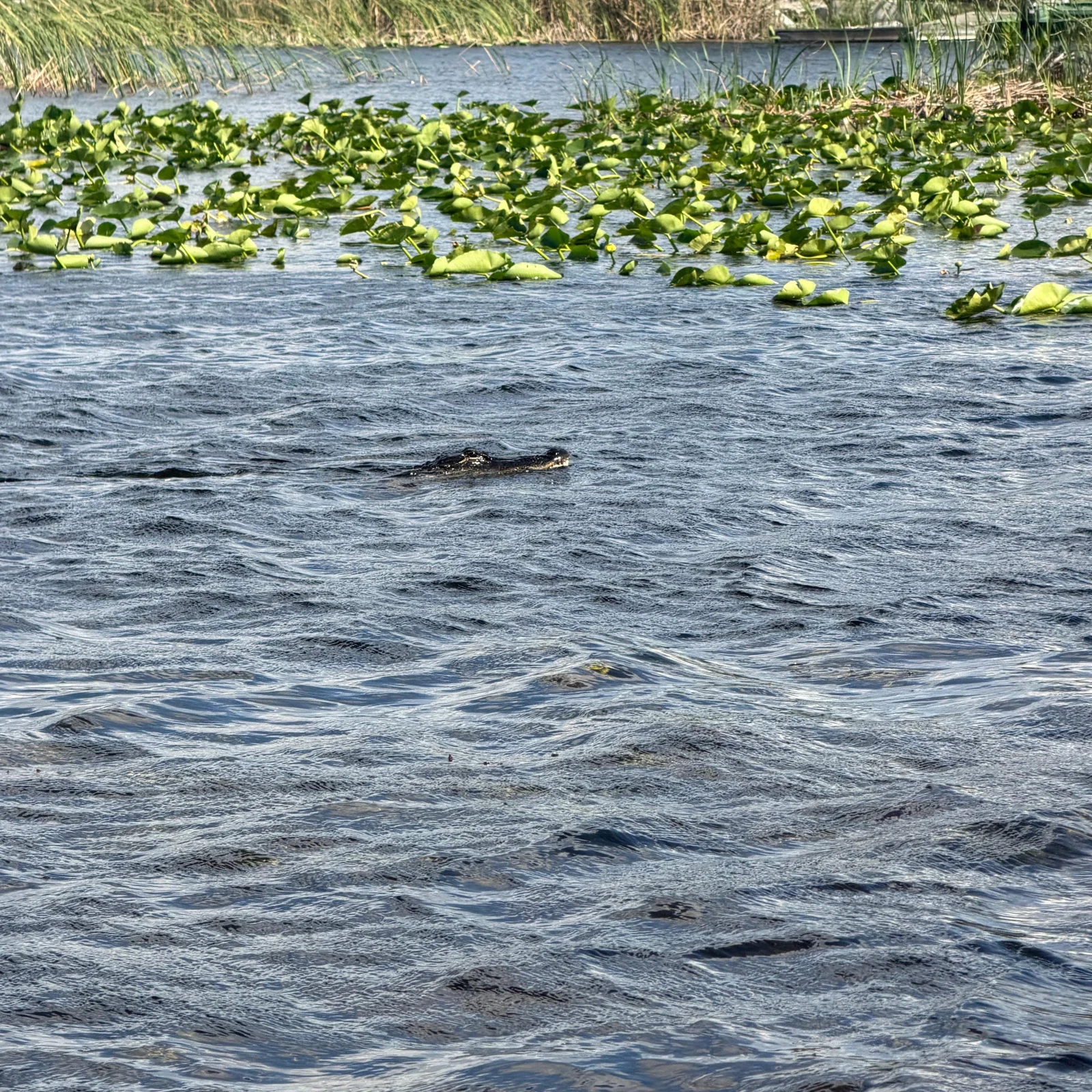 Everglades à Sawgrass Park en airboat