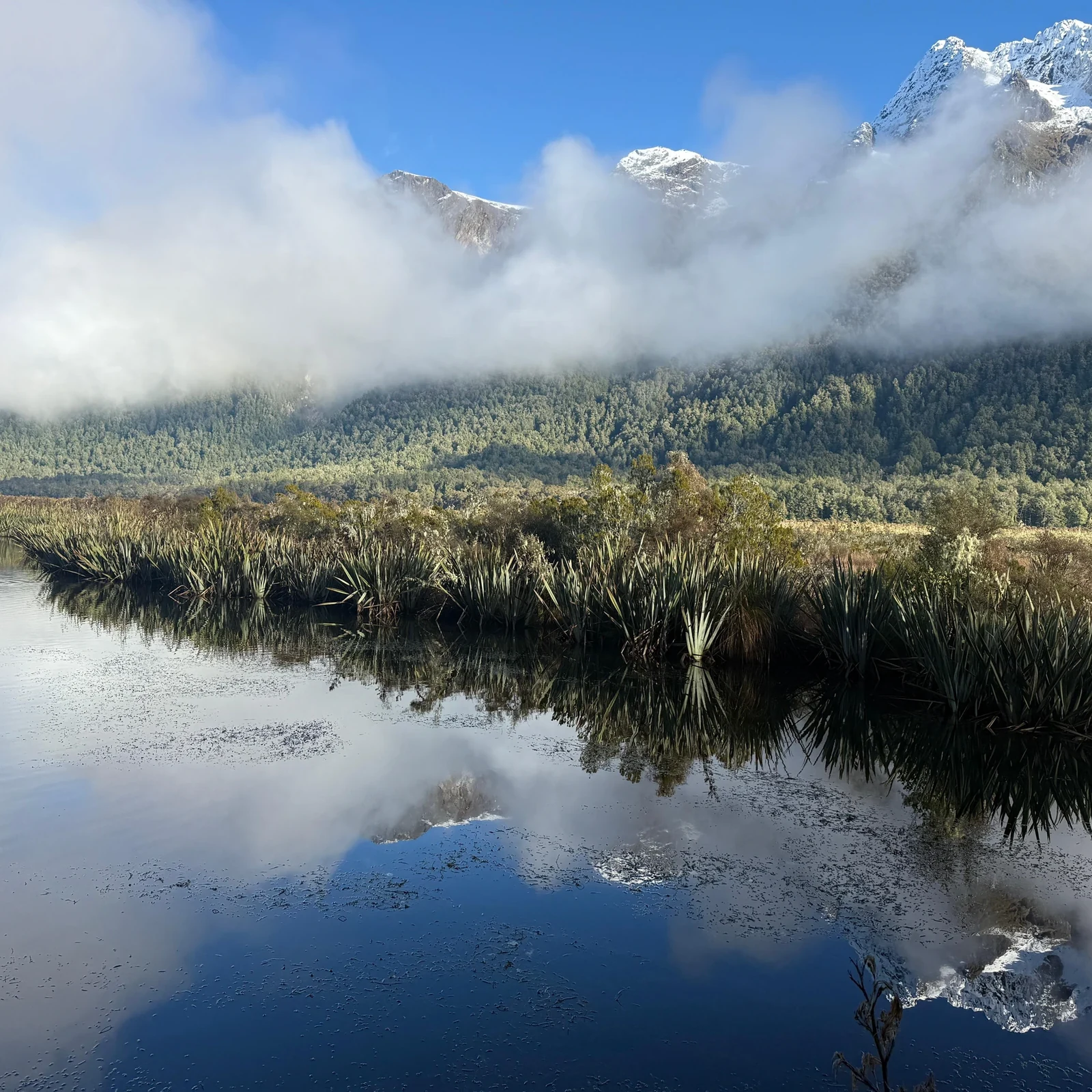 Milford Sound Tour from Queenstown with Scenic Coach & Cruise