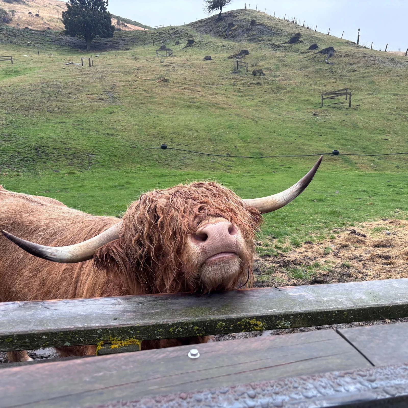 Lake Wakatipu Bootsfahrt und Walter Peak Farm Tour