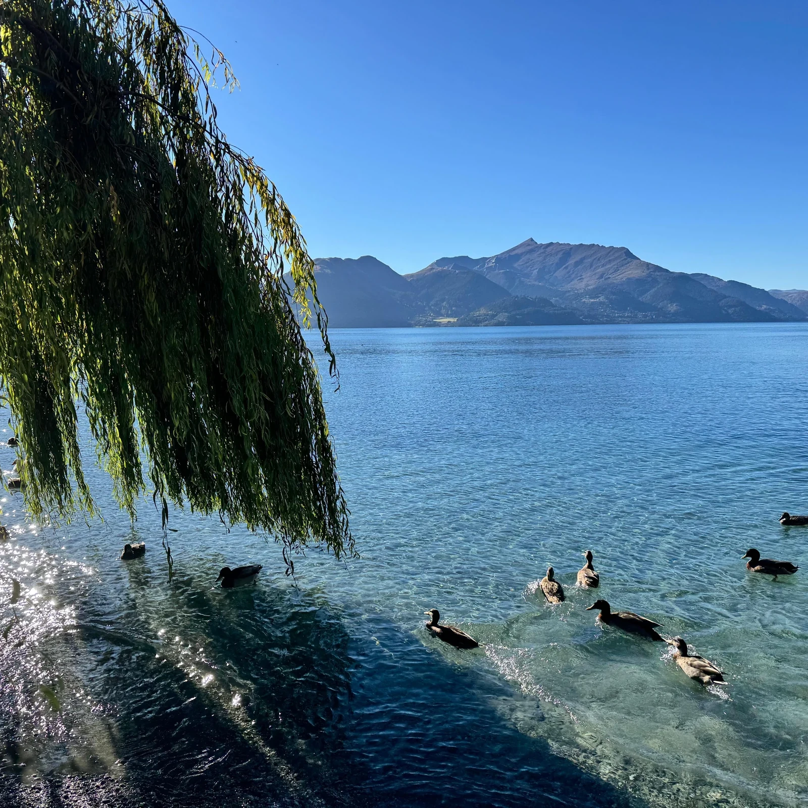 Lake Wakatipu Bootsfahrt und Walter Peak Farm Tour