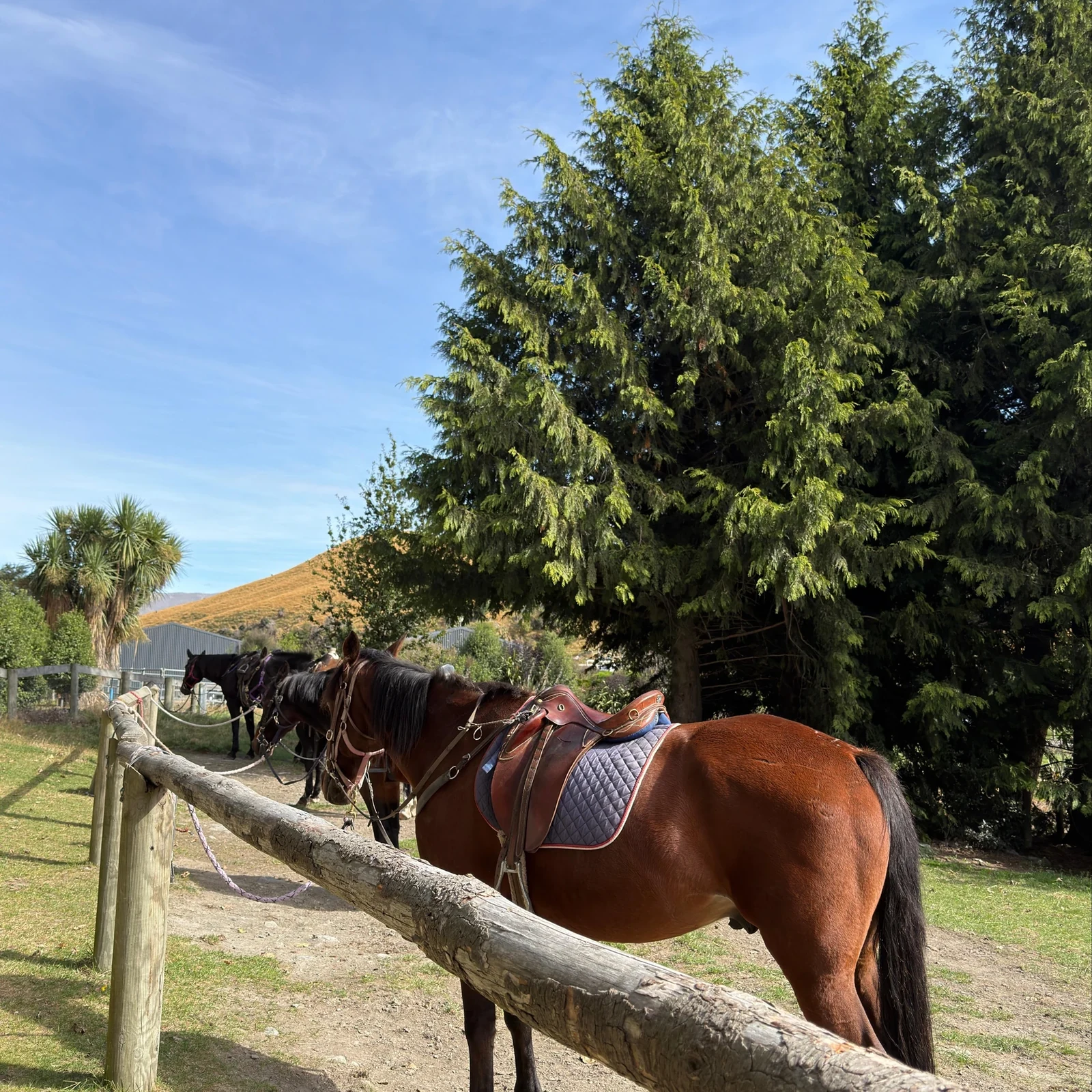 Balade à cheval à Walter Peak avec croisière depuis Queenstown