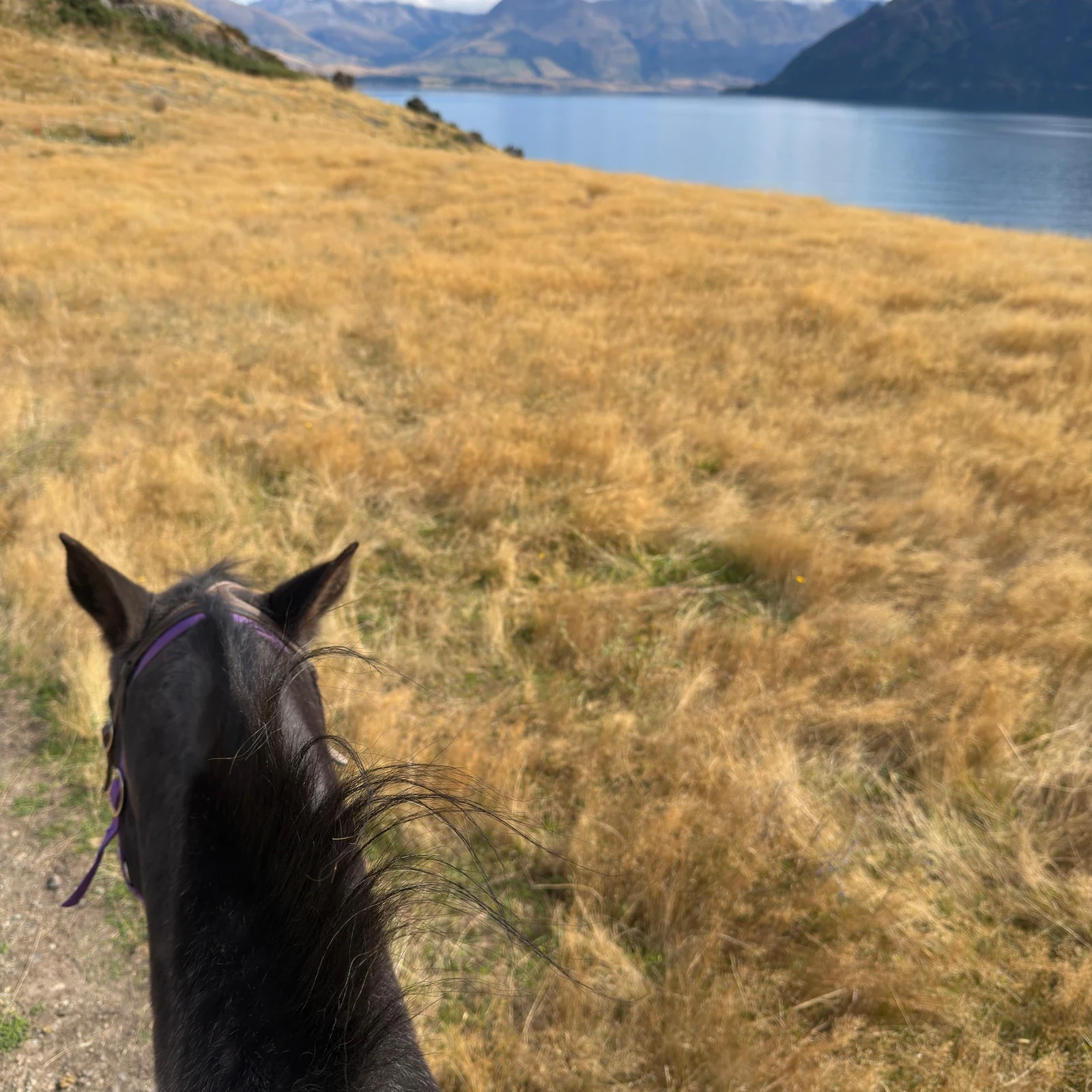 Paseo a caballo en Walter Peak con crucero desde Queenstown