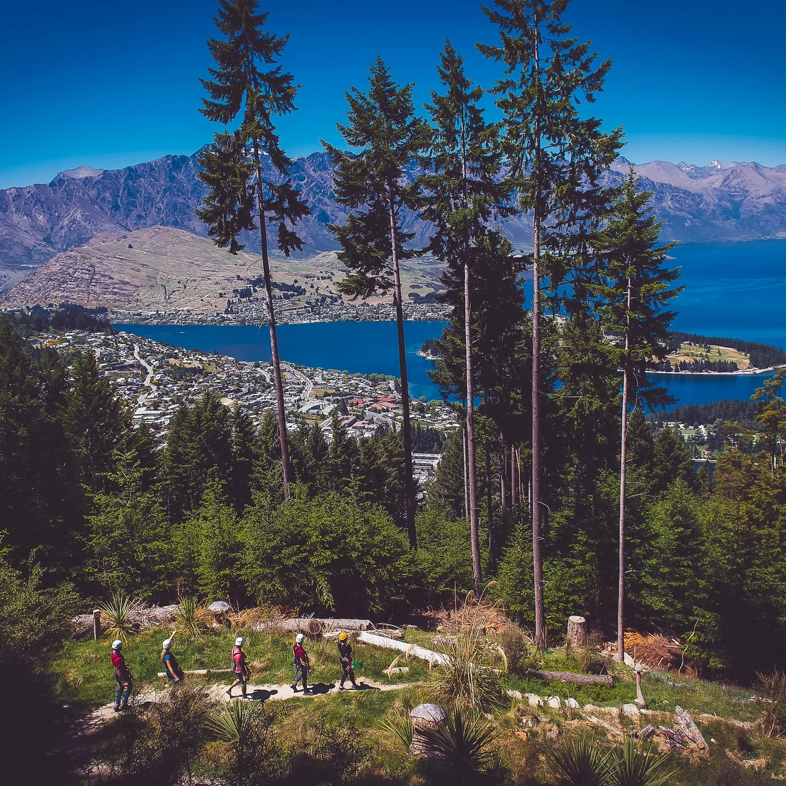 Tirolinas en Queenstown entre el bosque de Bob’s Peak