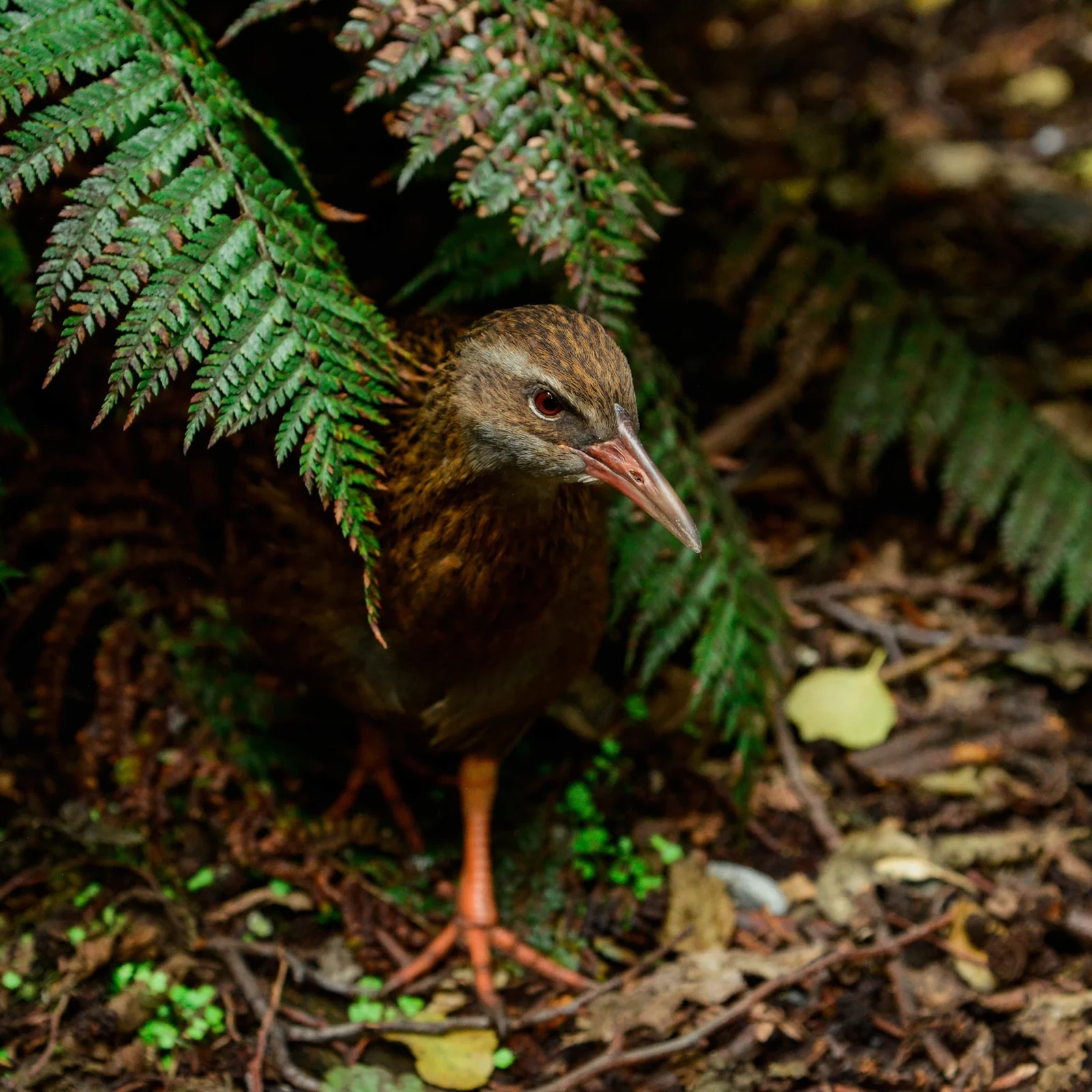 Kiwi Park Queenstown Admission Ticket: See Kiwis Up Close
