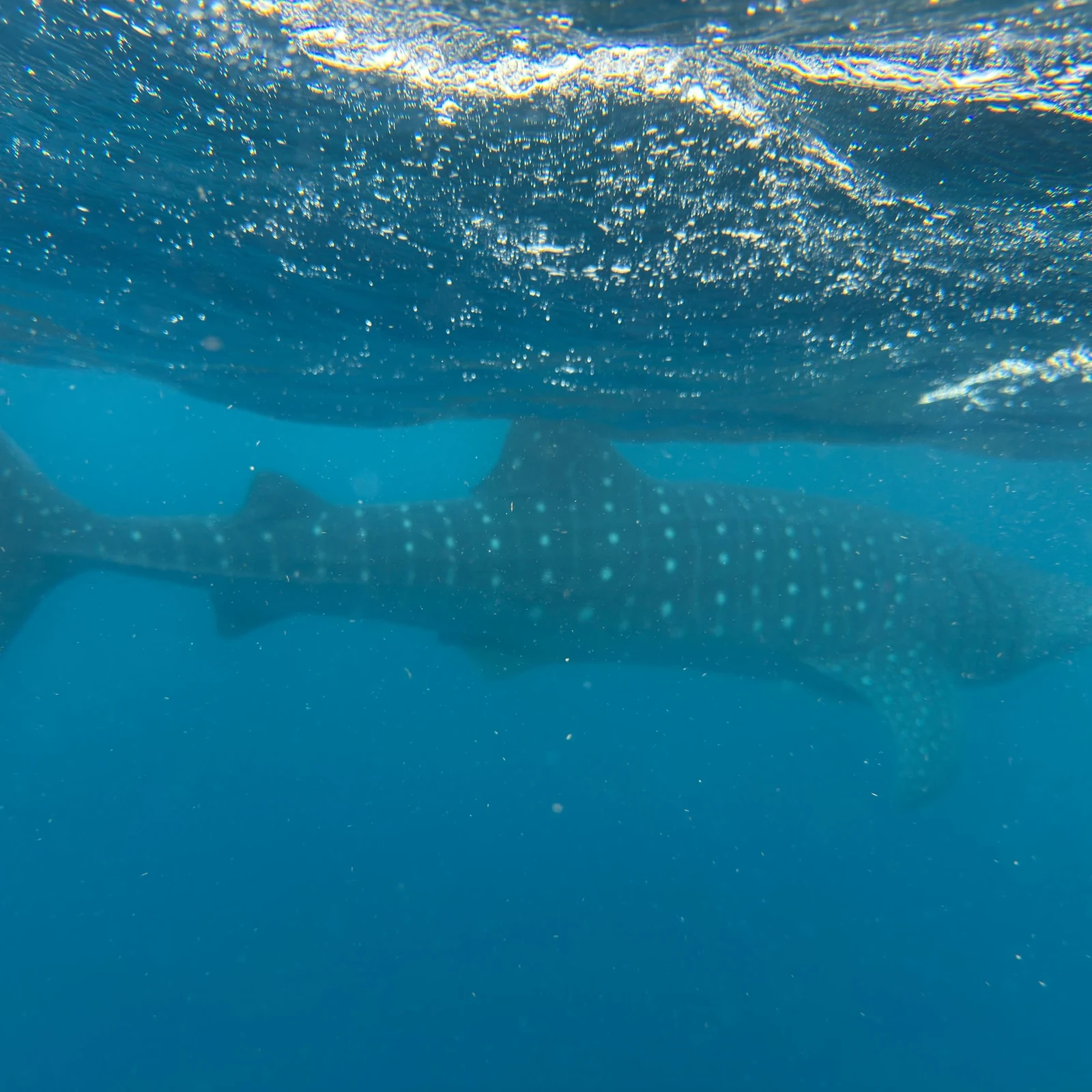 Nadar con tiburones ballena en Cancún: tour con guía naturalista