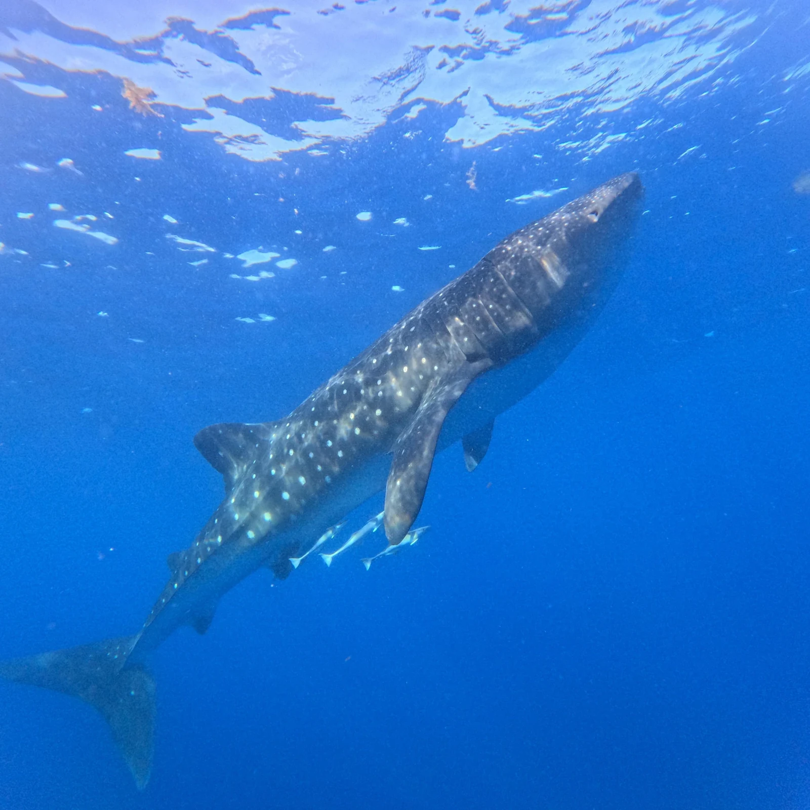 Nager avec les requins-baleines à Cancún et Isla Mujeres