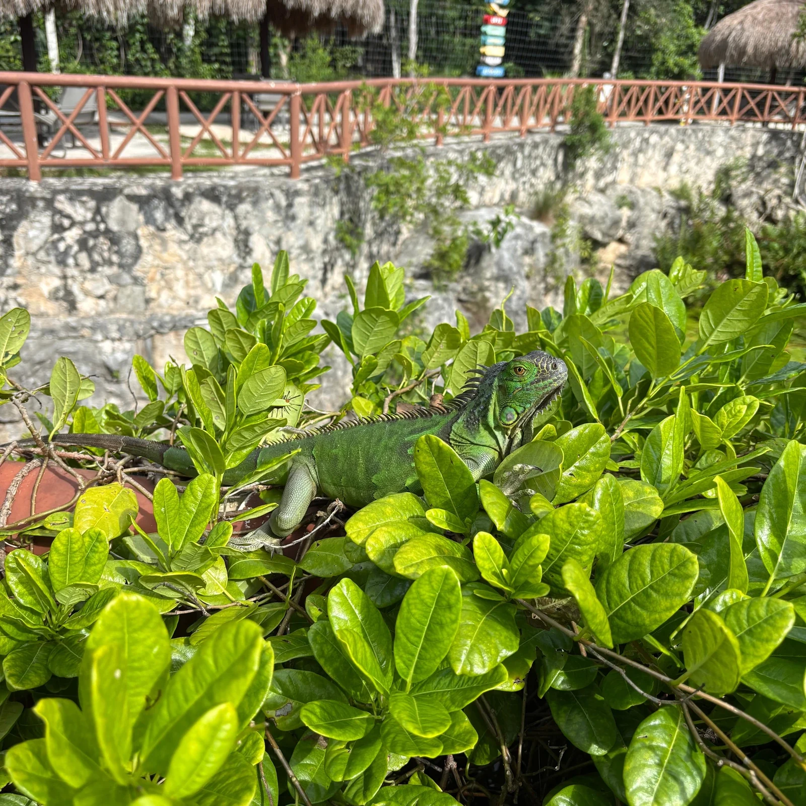 Río Secreto Playa del Carmen: Eintritt, Höhlentour und Mittagessen