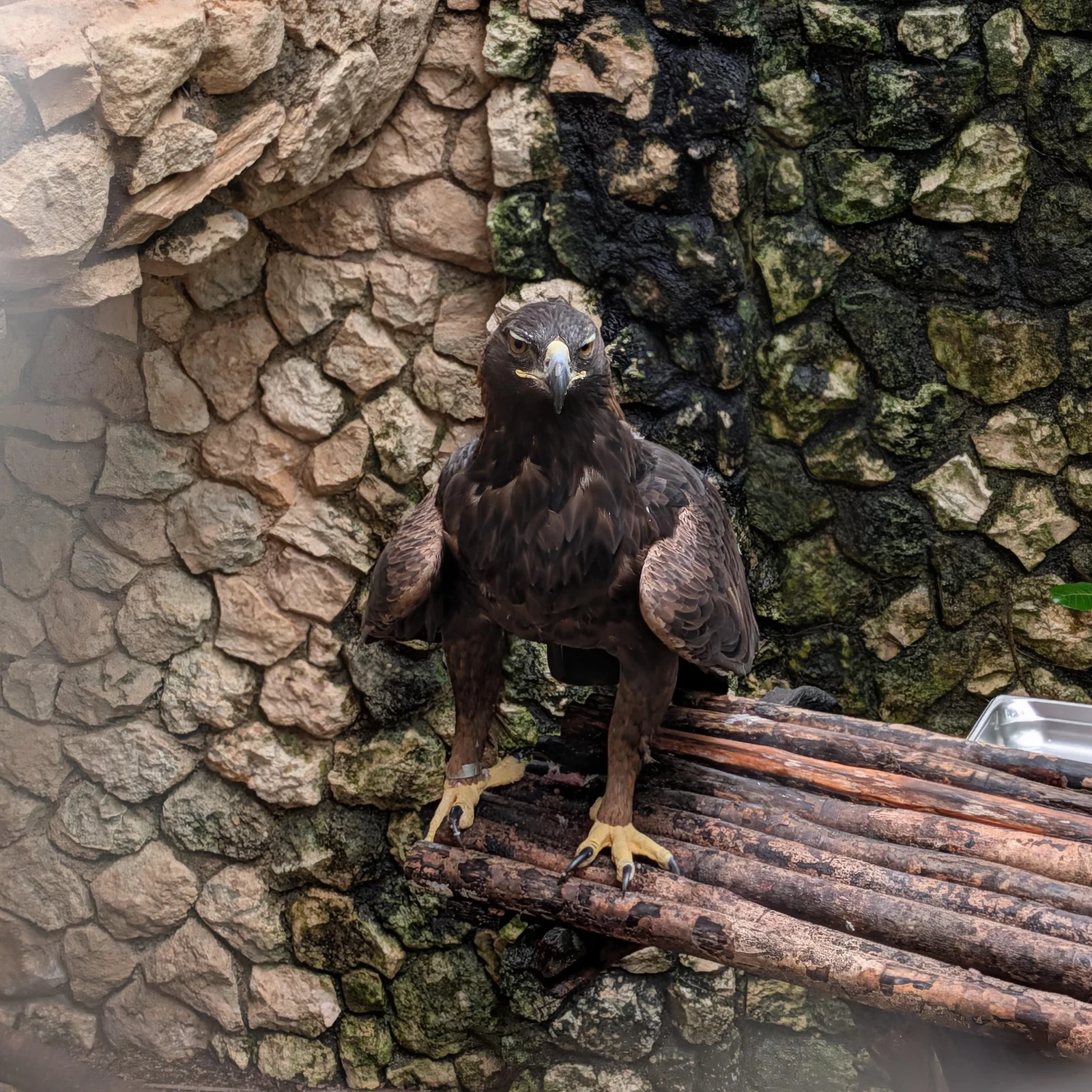 Xcaret Park ab Cancún: Natur, Kultur und über 50 Attraktionen