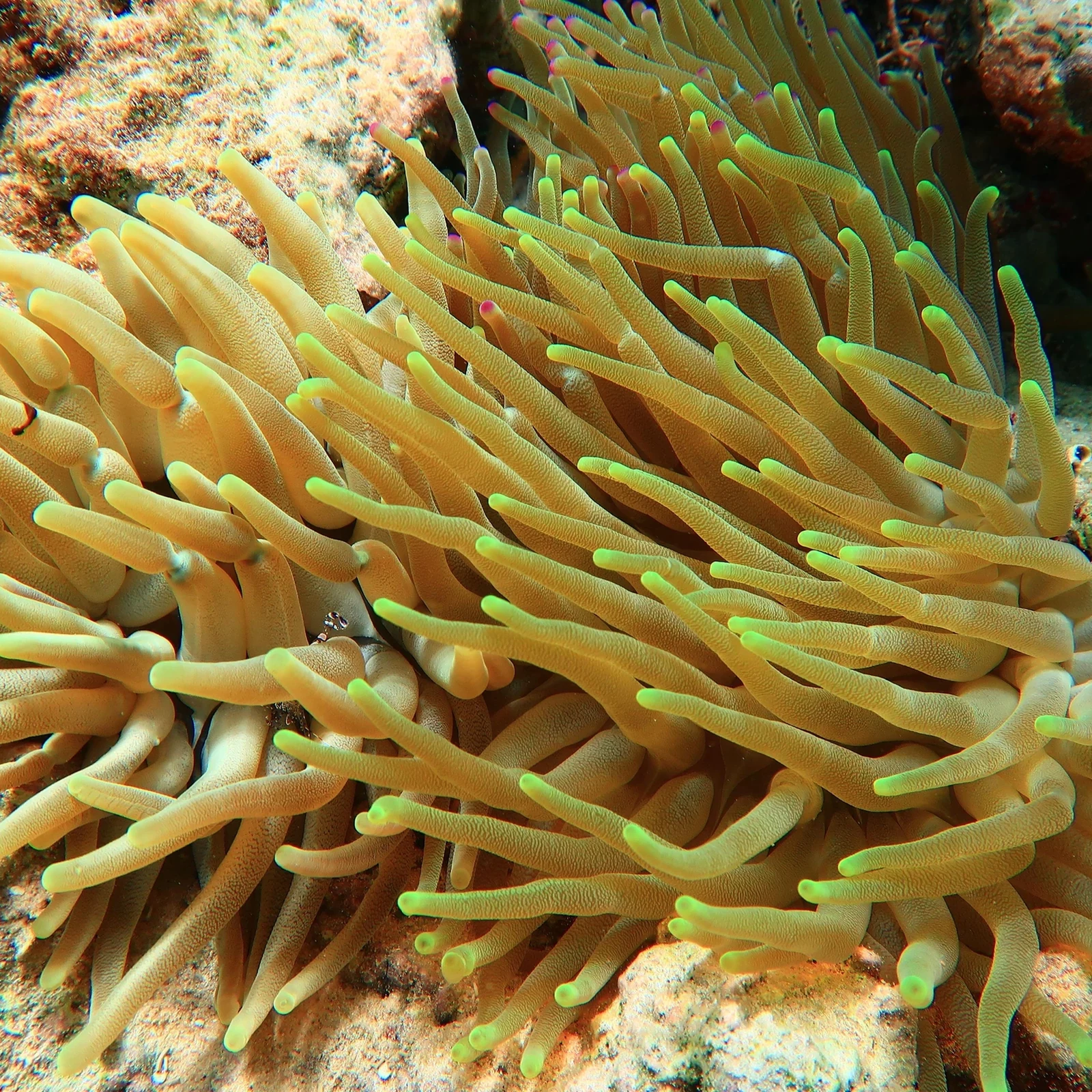 Snorkeling à Puerto Morelos : récif, plage et déjeuner