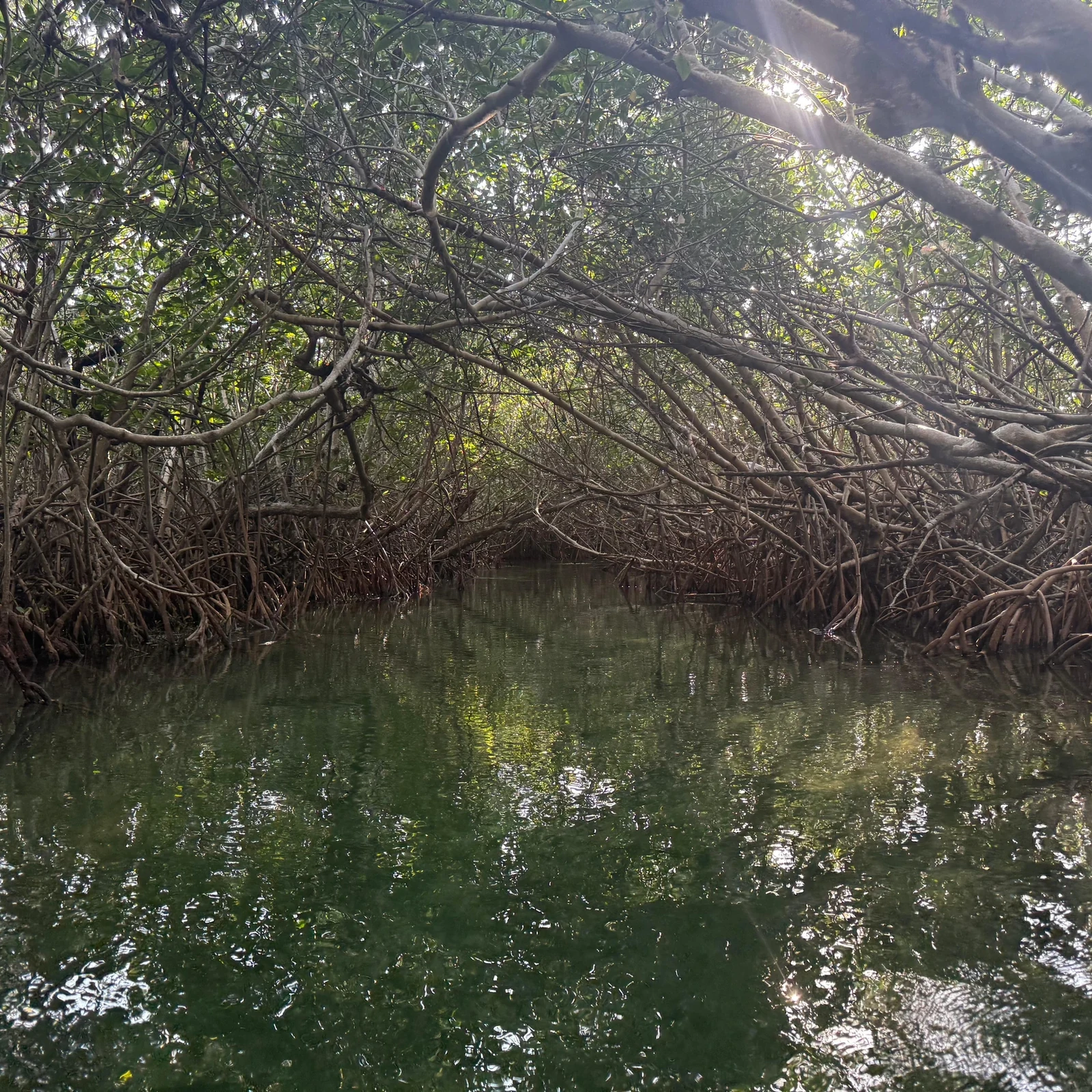 Nichupté Lagoon Kayaking Tour in Cancún: Mangroves, Wildlife and Photos
