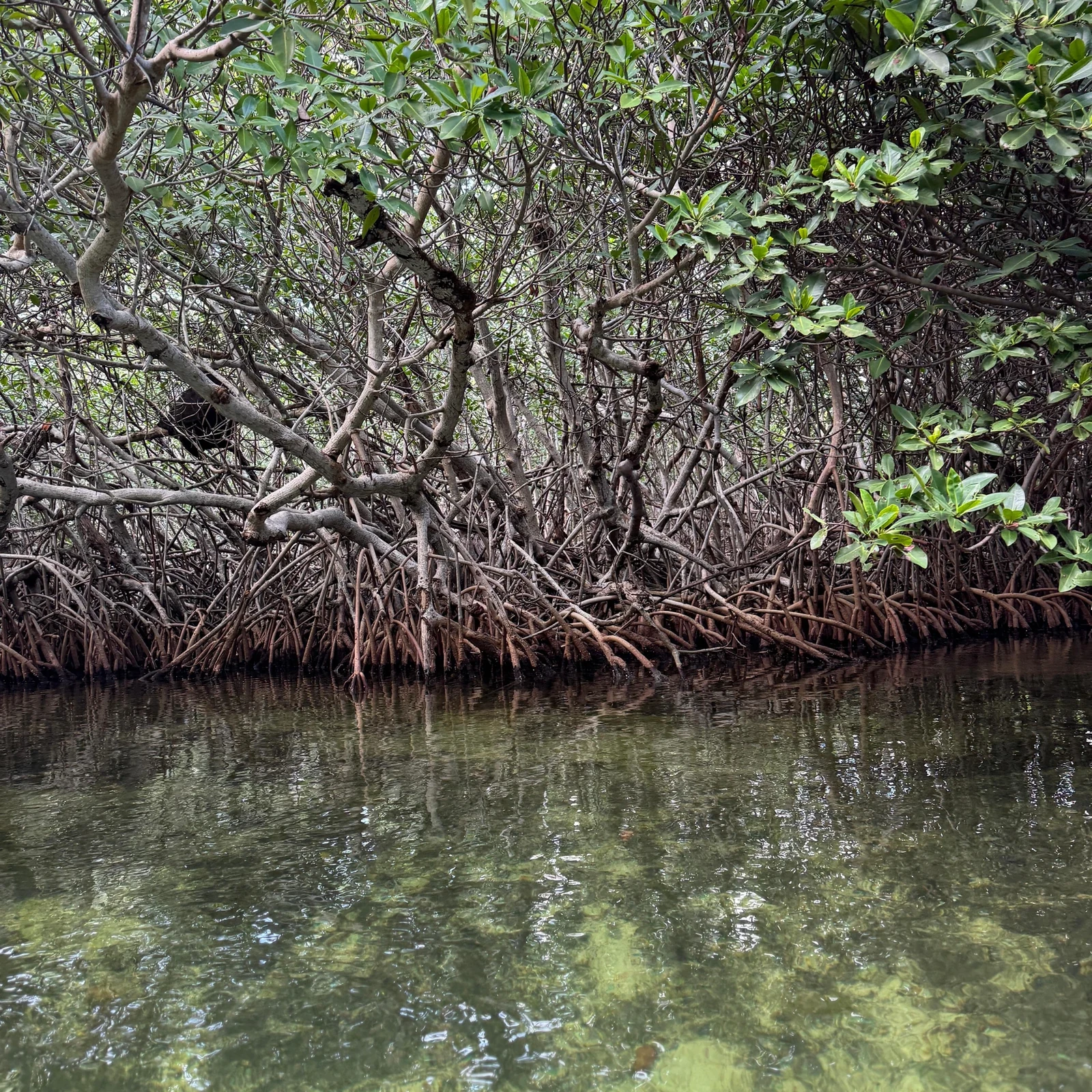 Kajaktour durch die Nichupté-Lagune in Cancún