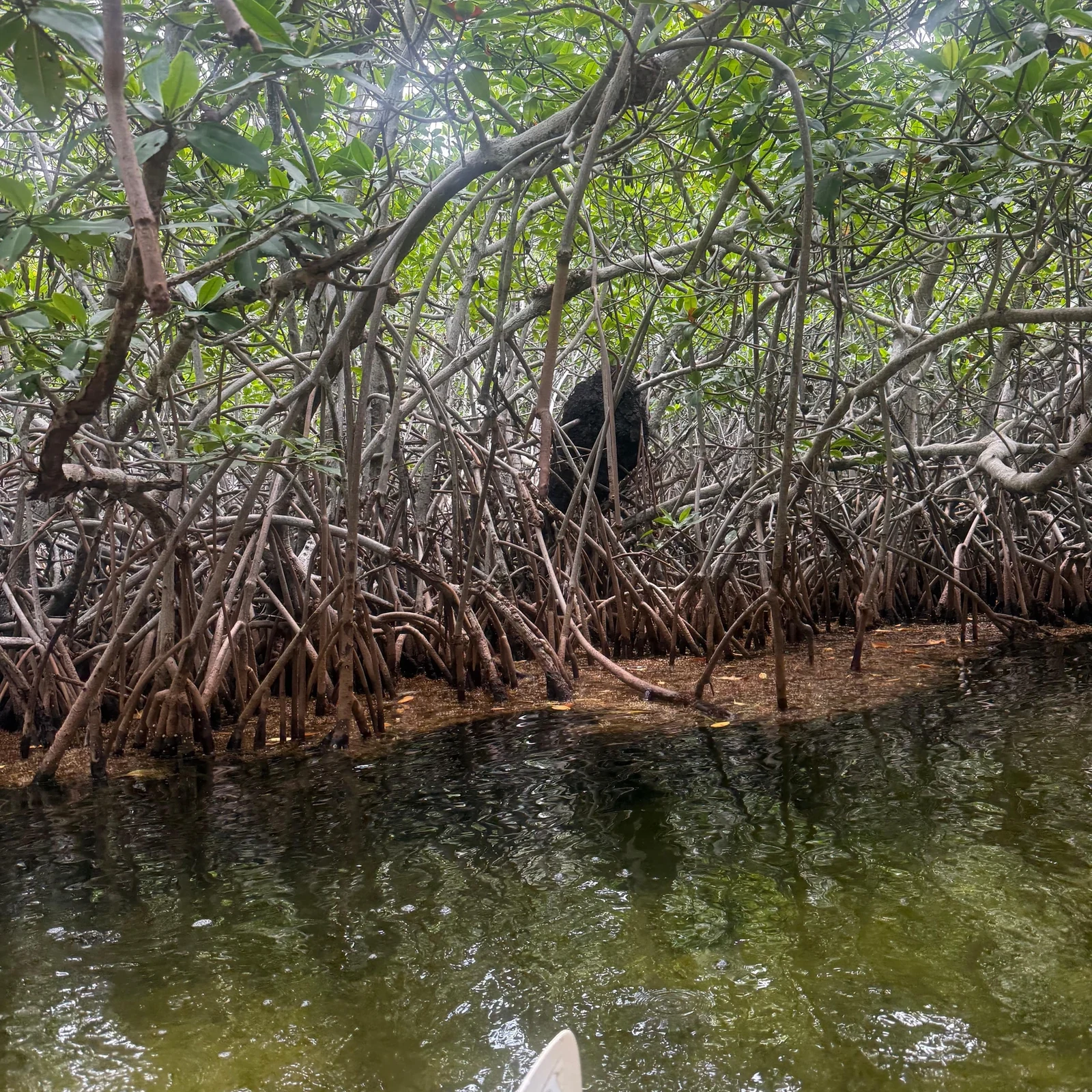 Kajaktour durch die Nichupté-Lagune in Cancún