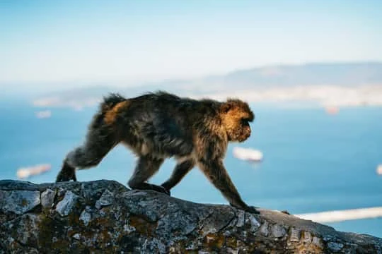 Excursión a Gibraltar desde Sevilla con traslado y cinco horas libres