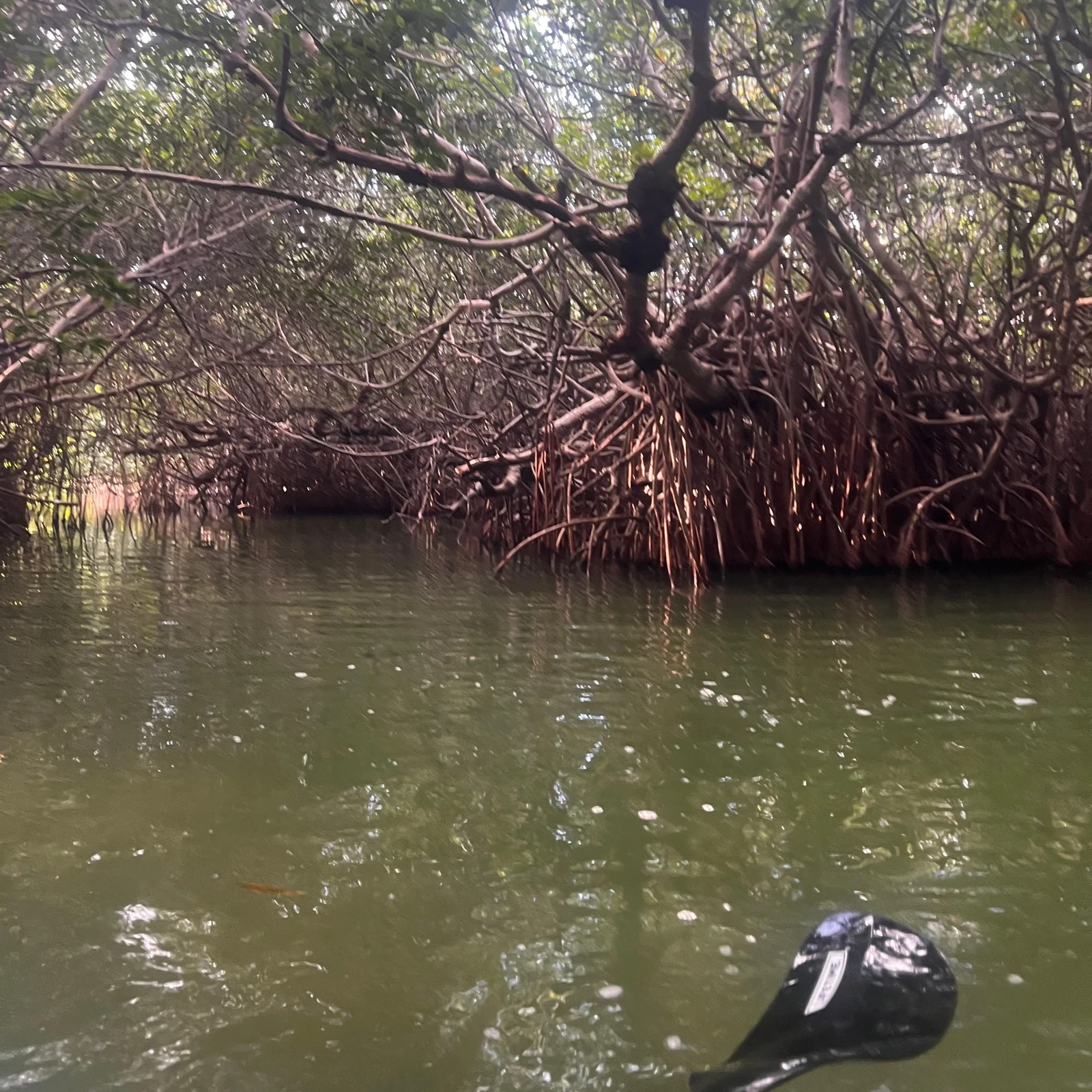 Kayak au coucher du soleil à Cancún dans les mangroves