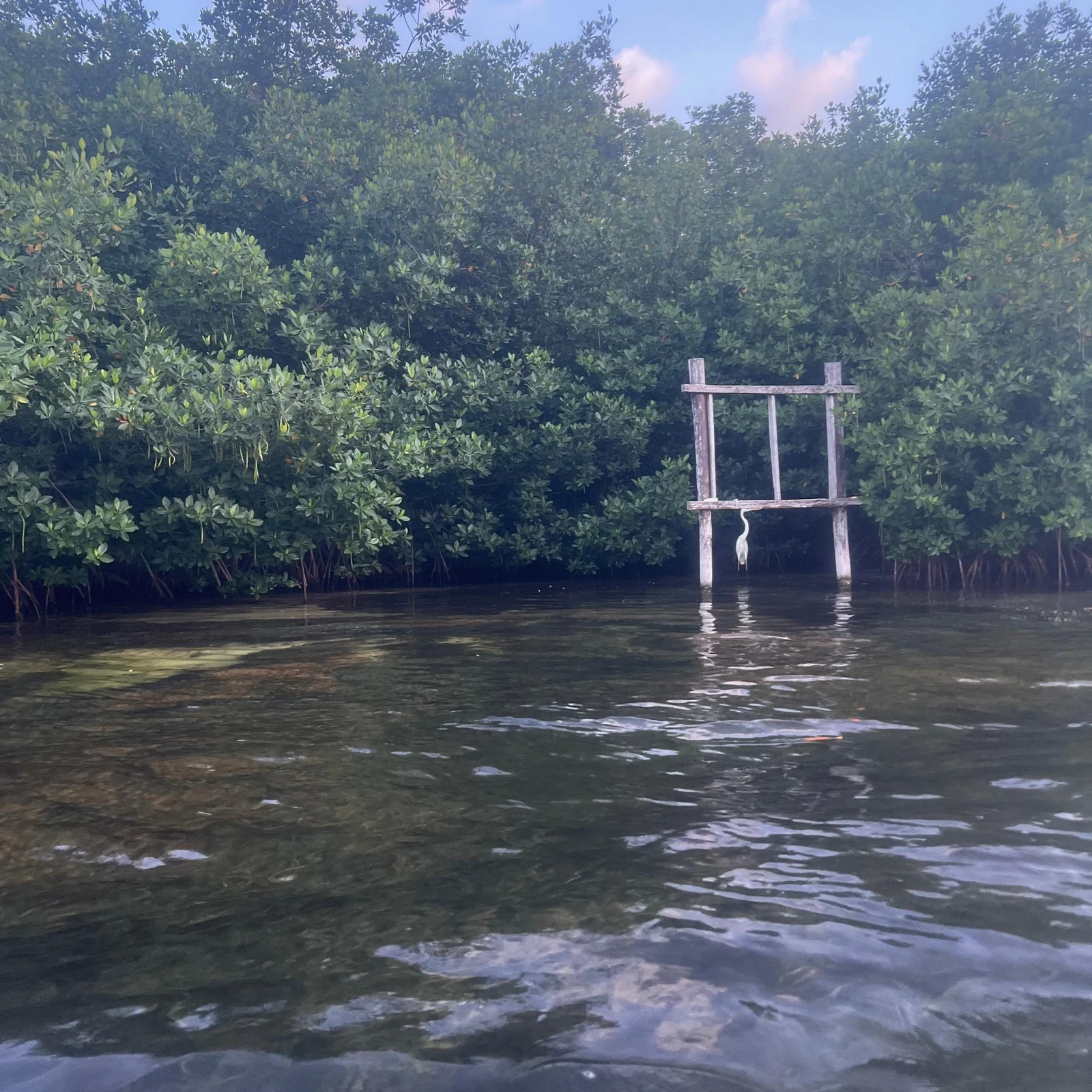 Kayak au coucher du soleil à Cancún dans les mangroves
