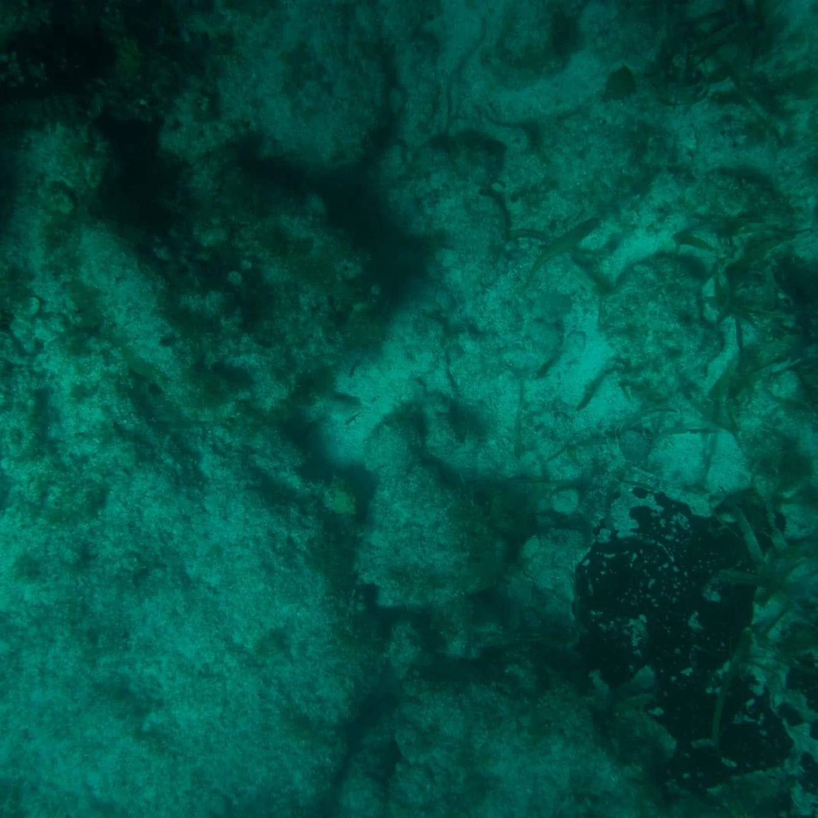 Excursion en bateau transparent à Cancún avec baignade à Blanquizal