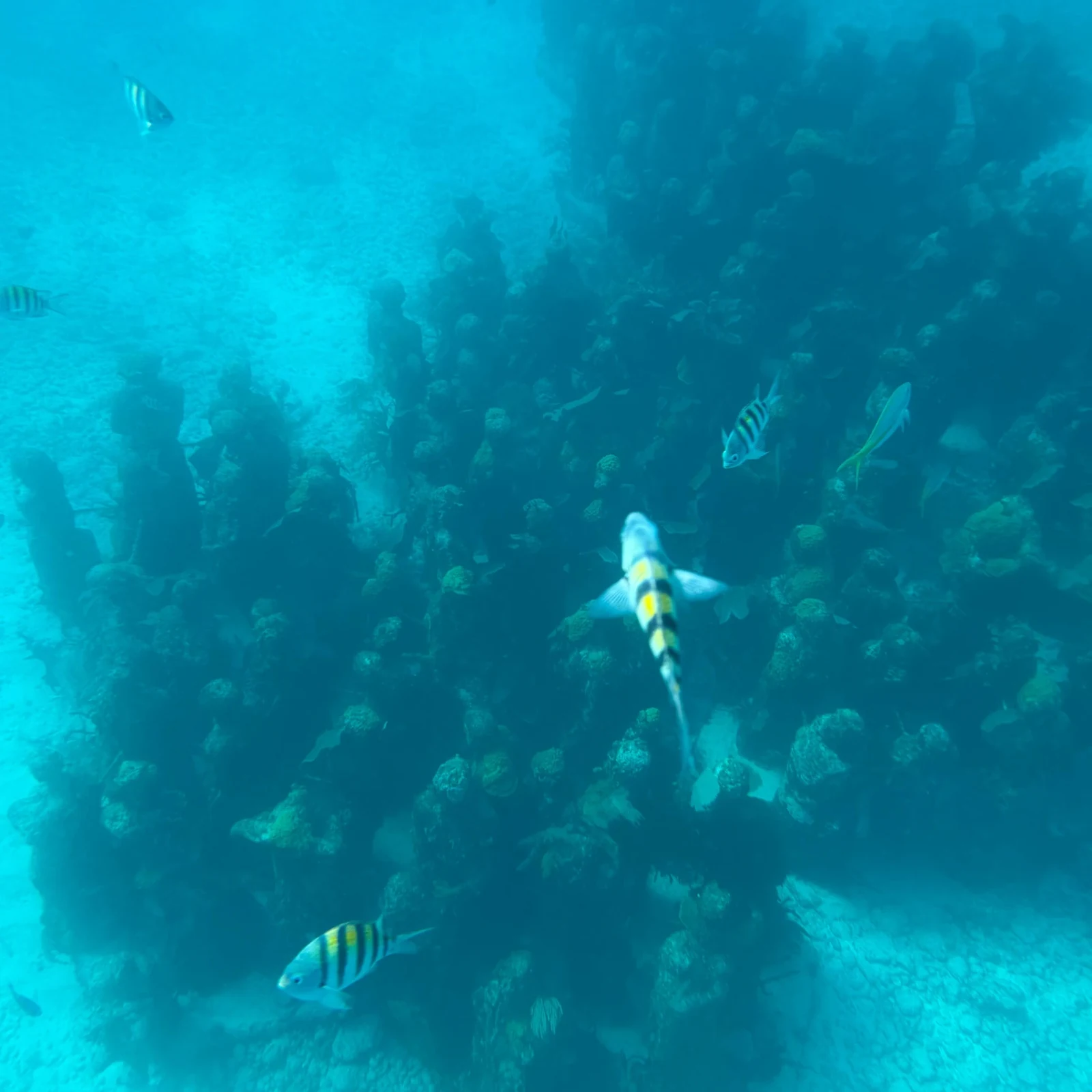 Isla Mujeres MUSA and Manchones Snorkeling Tour