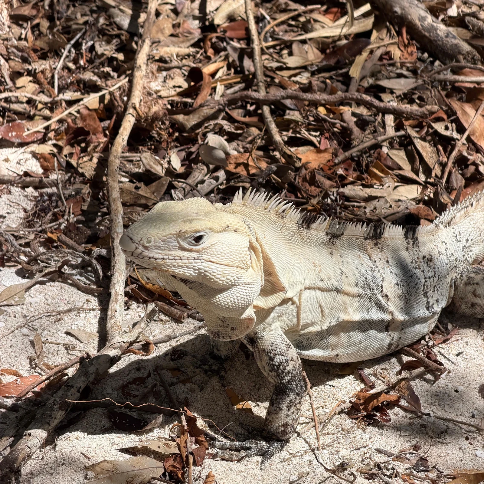 Holbox Tour ab Cancún oder Puerto Morelos: Bootsfahrt, Strände und Mittagessen