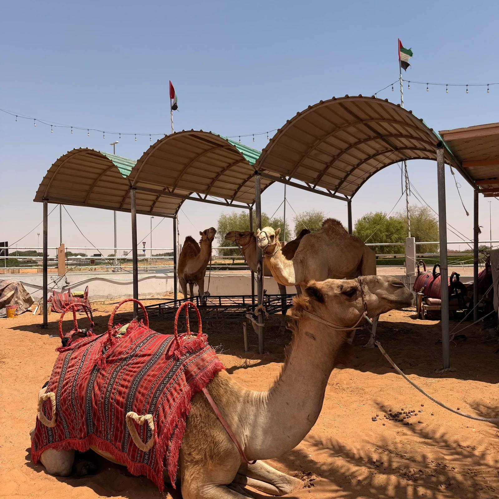Safari dans les dunes rouges de Lahbab depuis Dubaï