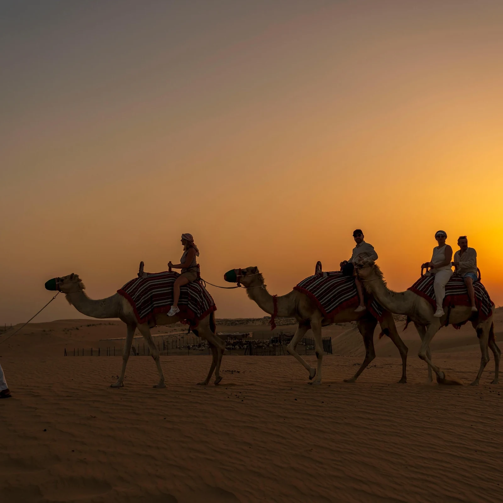 Dubai Abend-Wüstensafari: Kamelritt, Dünen und Sternenbeobachtung